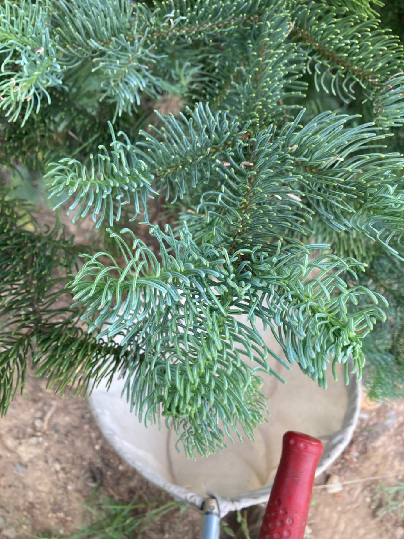 Red Fir
