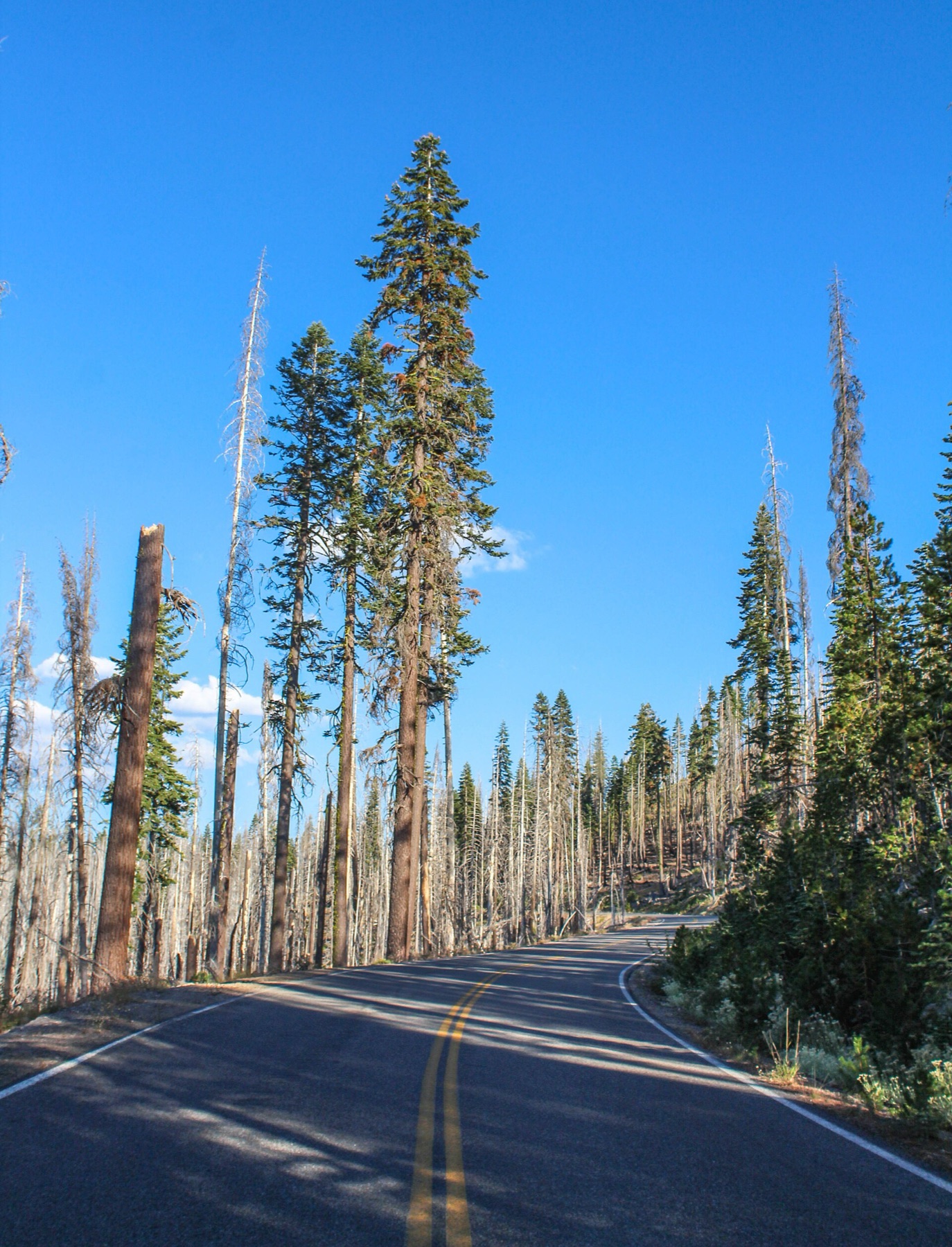 Red Fir — photo 2