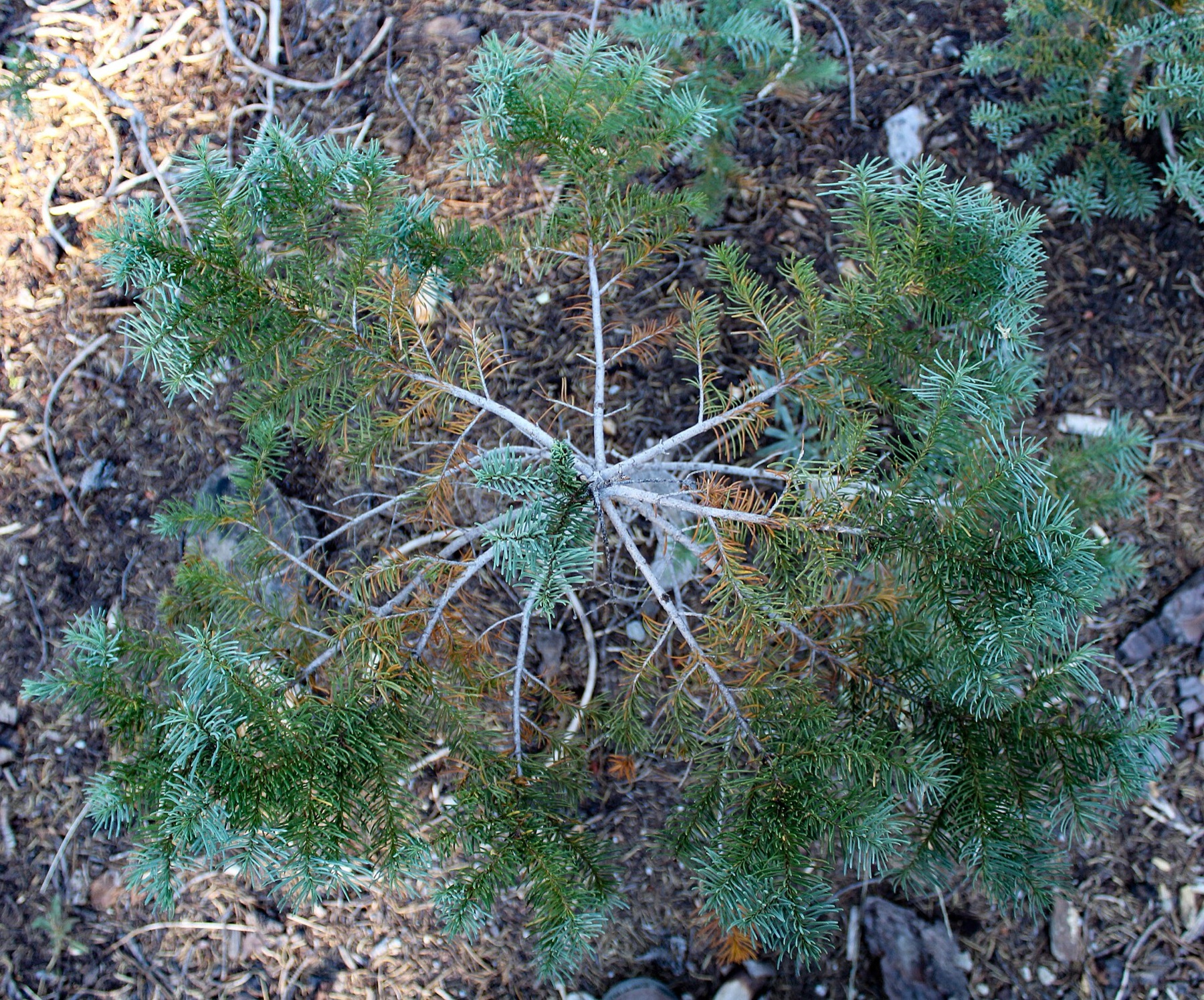 Red Fir — photo 3