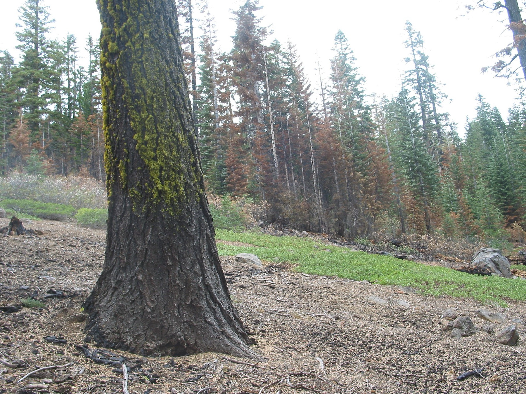 Red Fir — photo 4