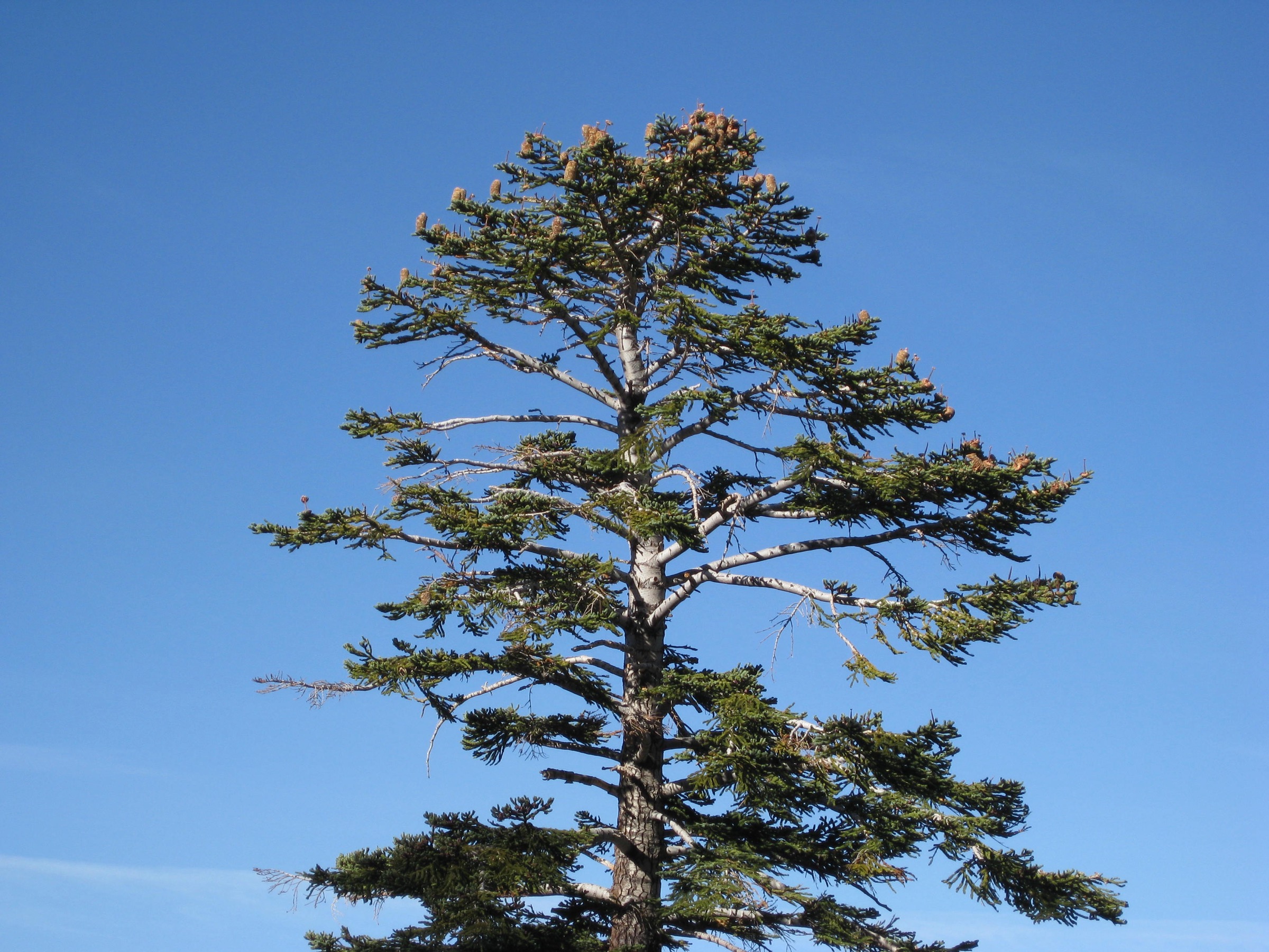 Red Fir