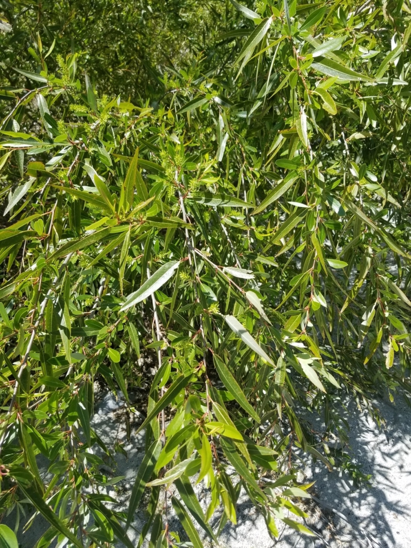 Red Willow — photo 7