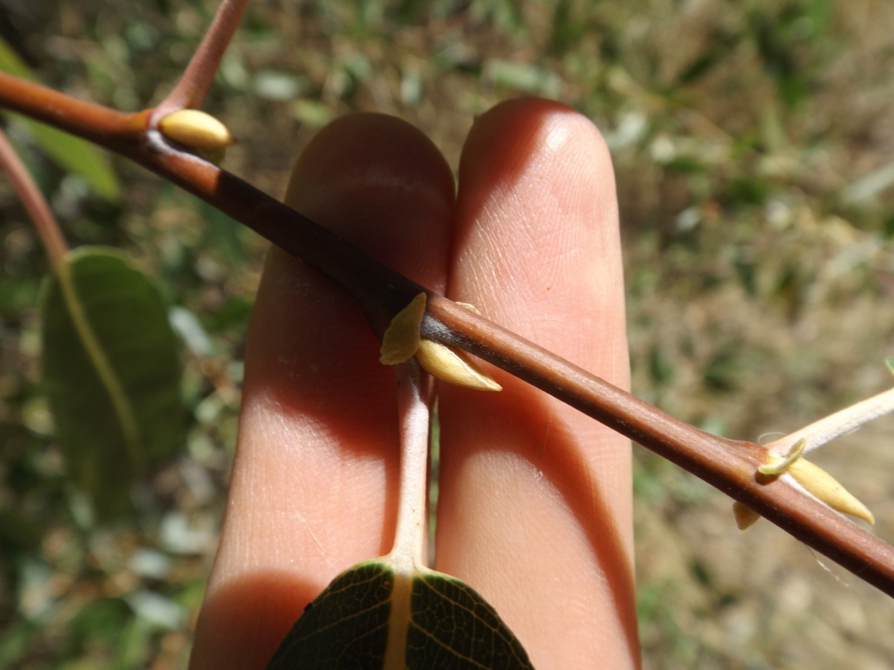Red Willow — photo 9
