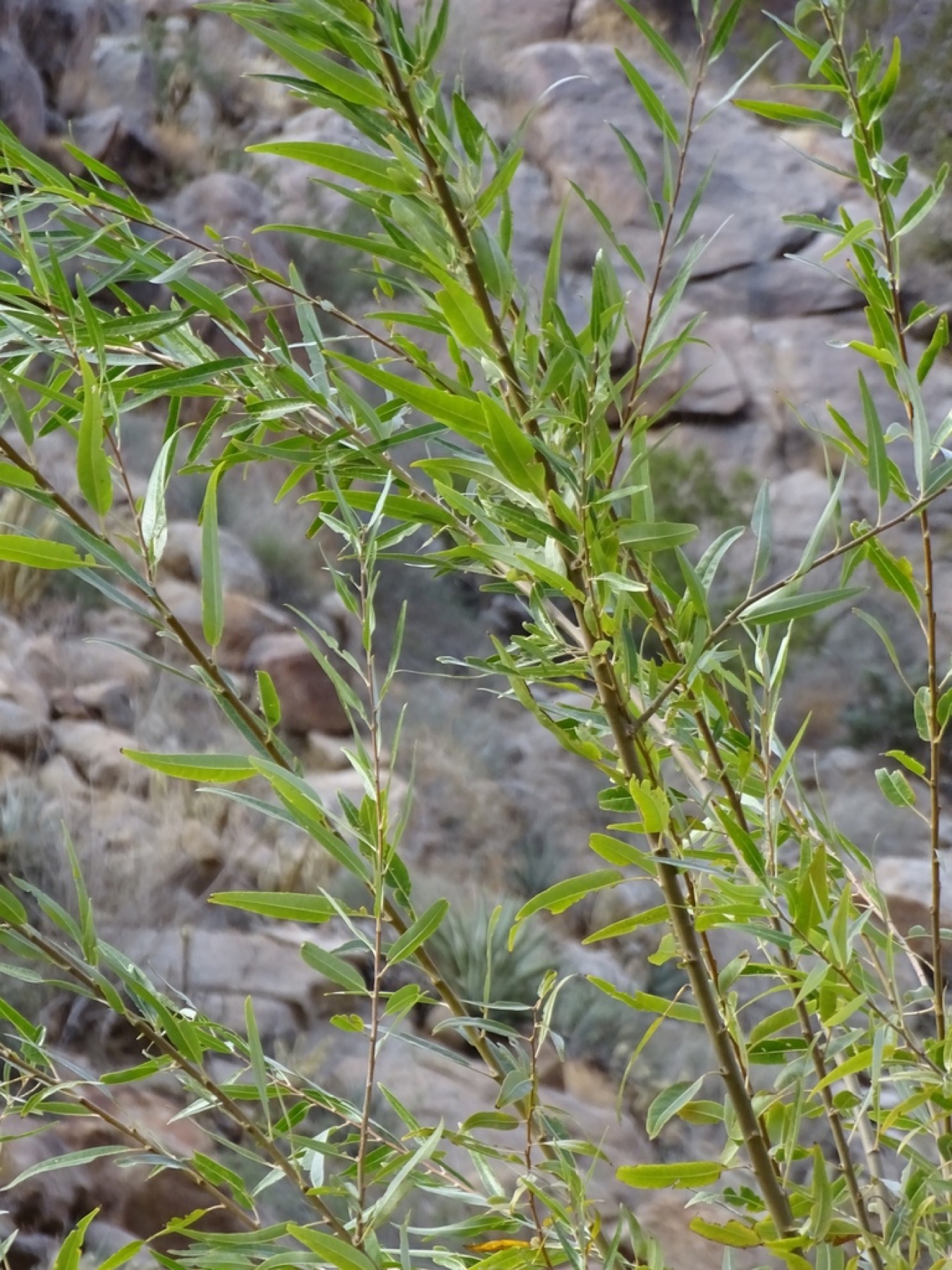 Red Willow — photo 10