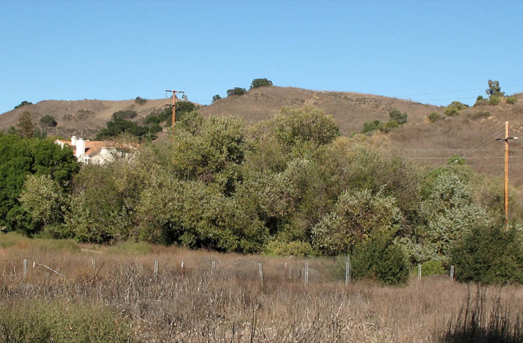 Red Willow — photo 12