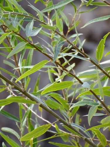Red Willow — photo 17