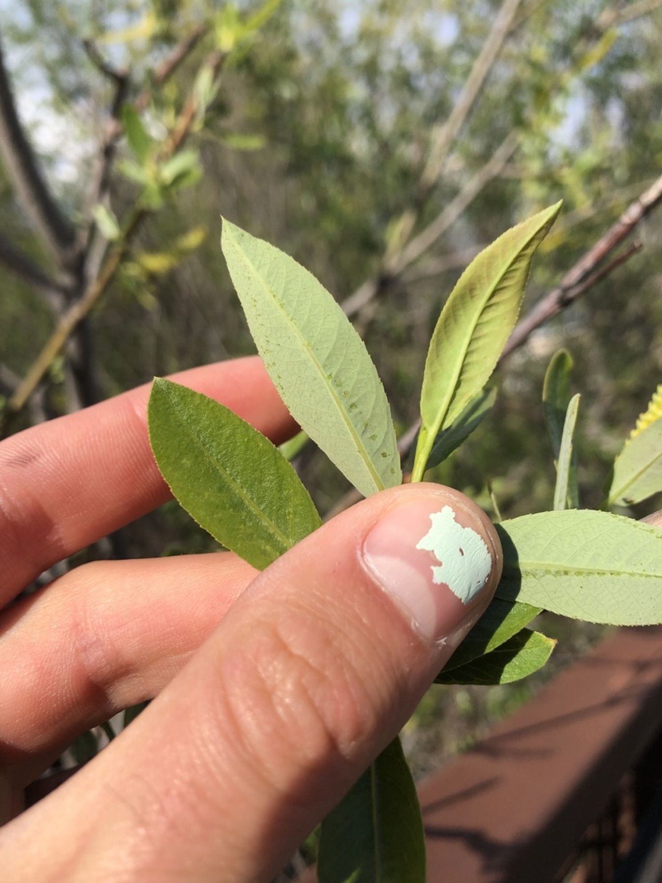 Red Willow — photo 1