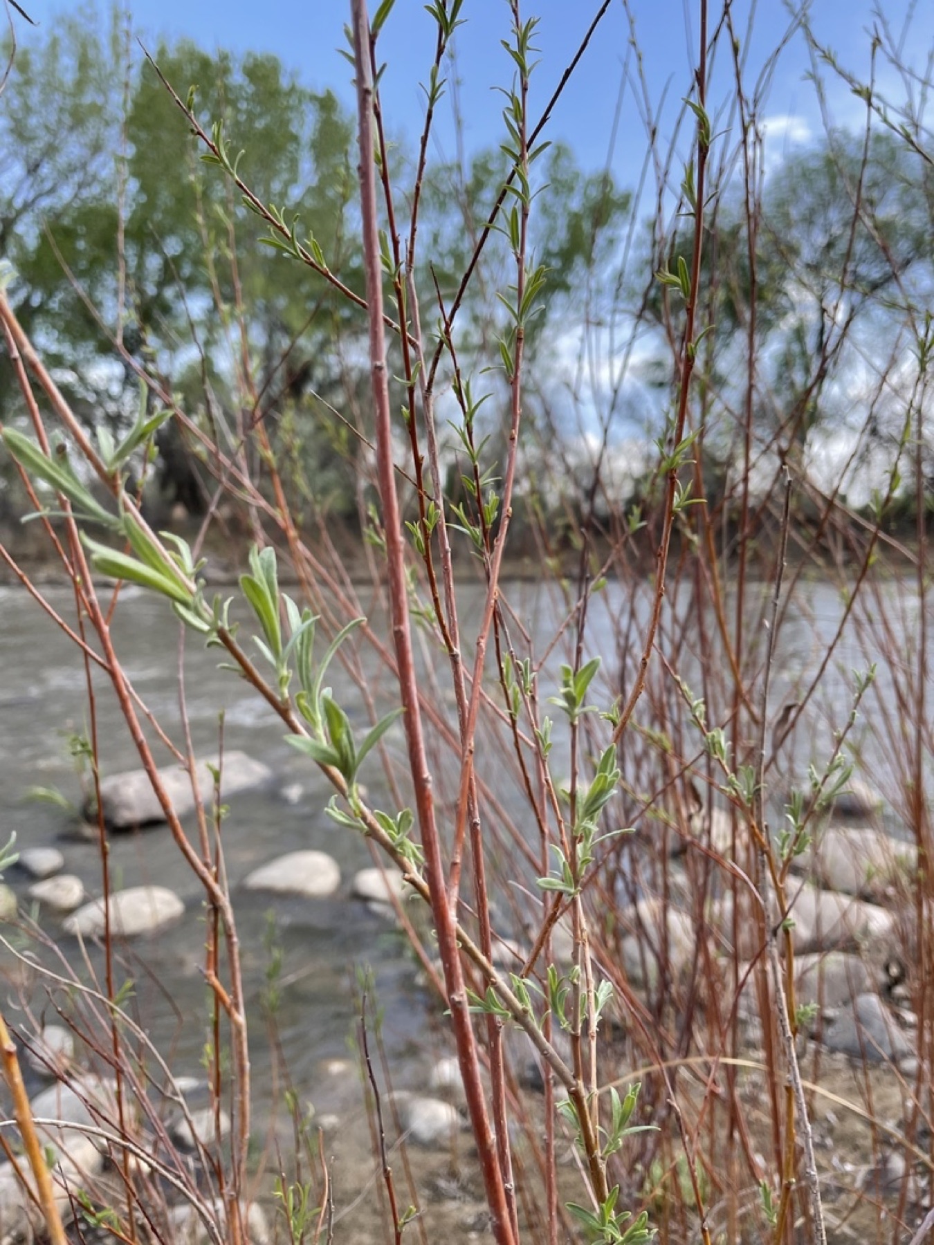 Red Willow — photo 3