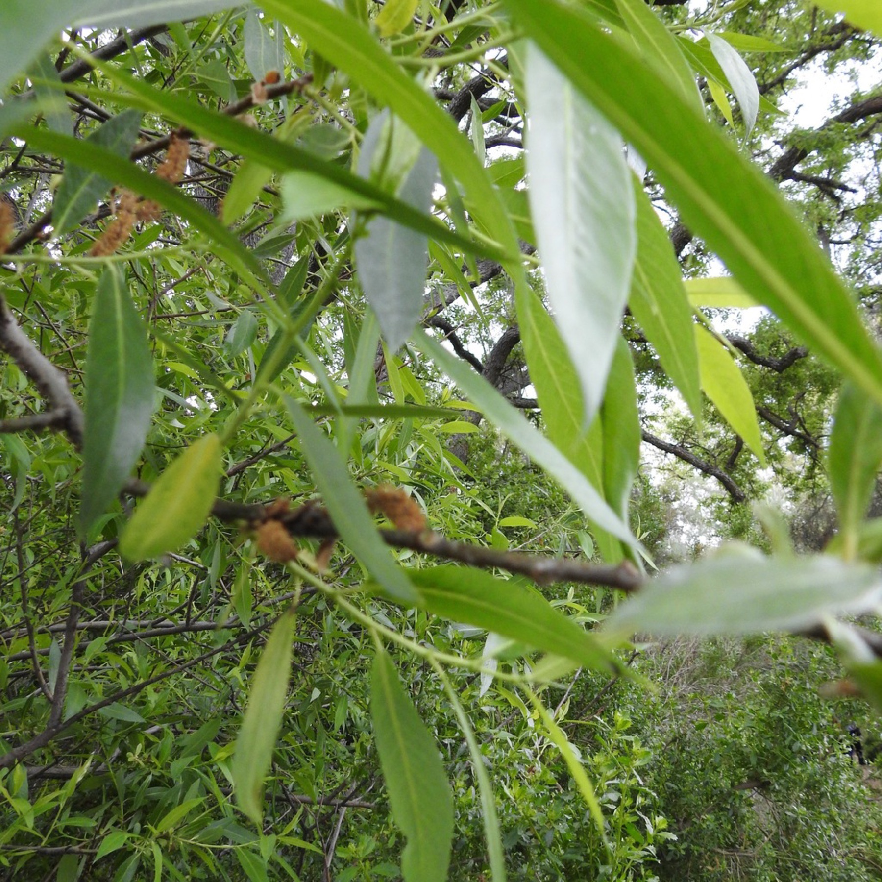 Red Willow — photo 4