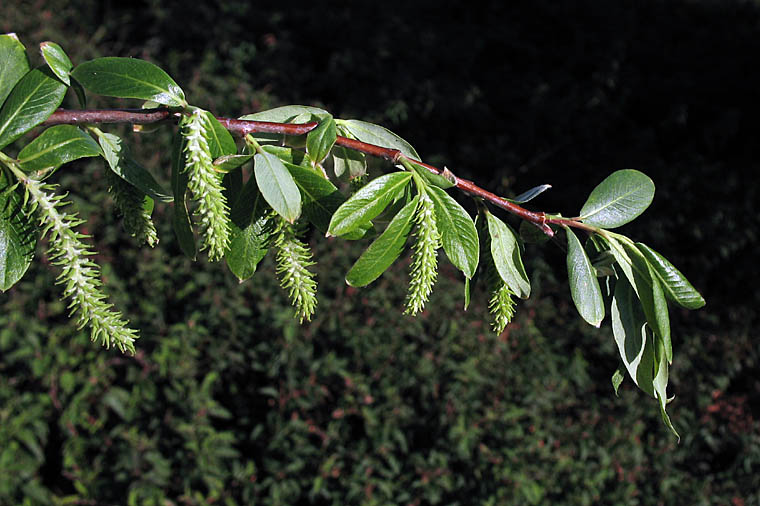 Red Willow — photo 15