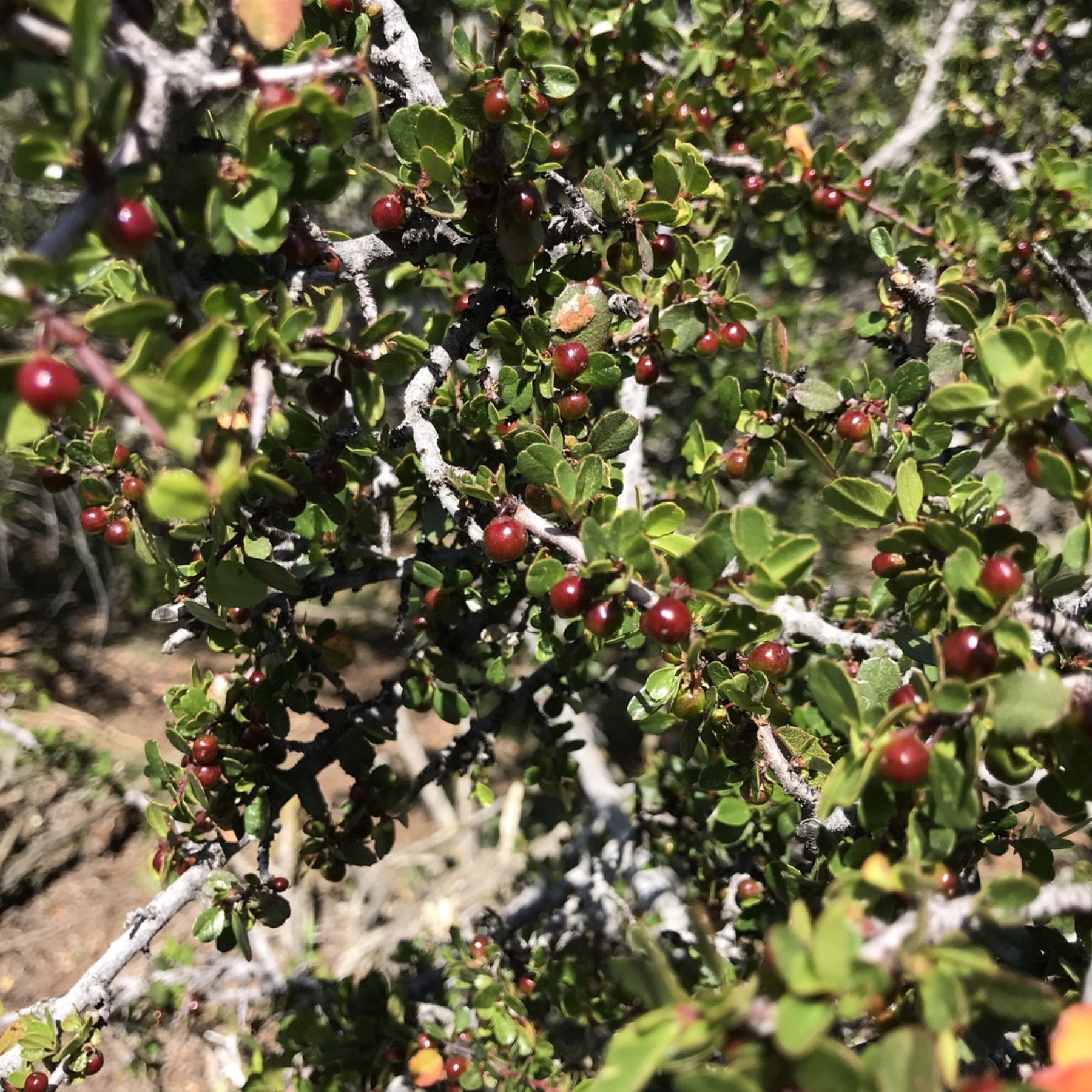 Redberry Buckthorn — photo 6