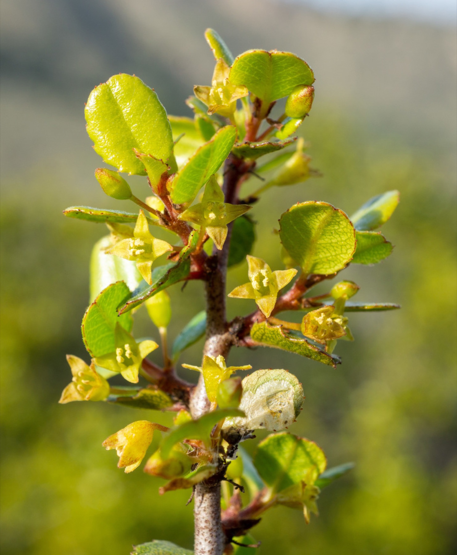Redberry Buckthorn — photo 7