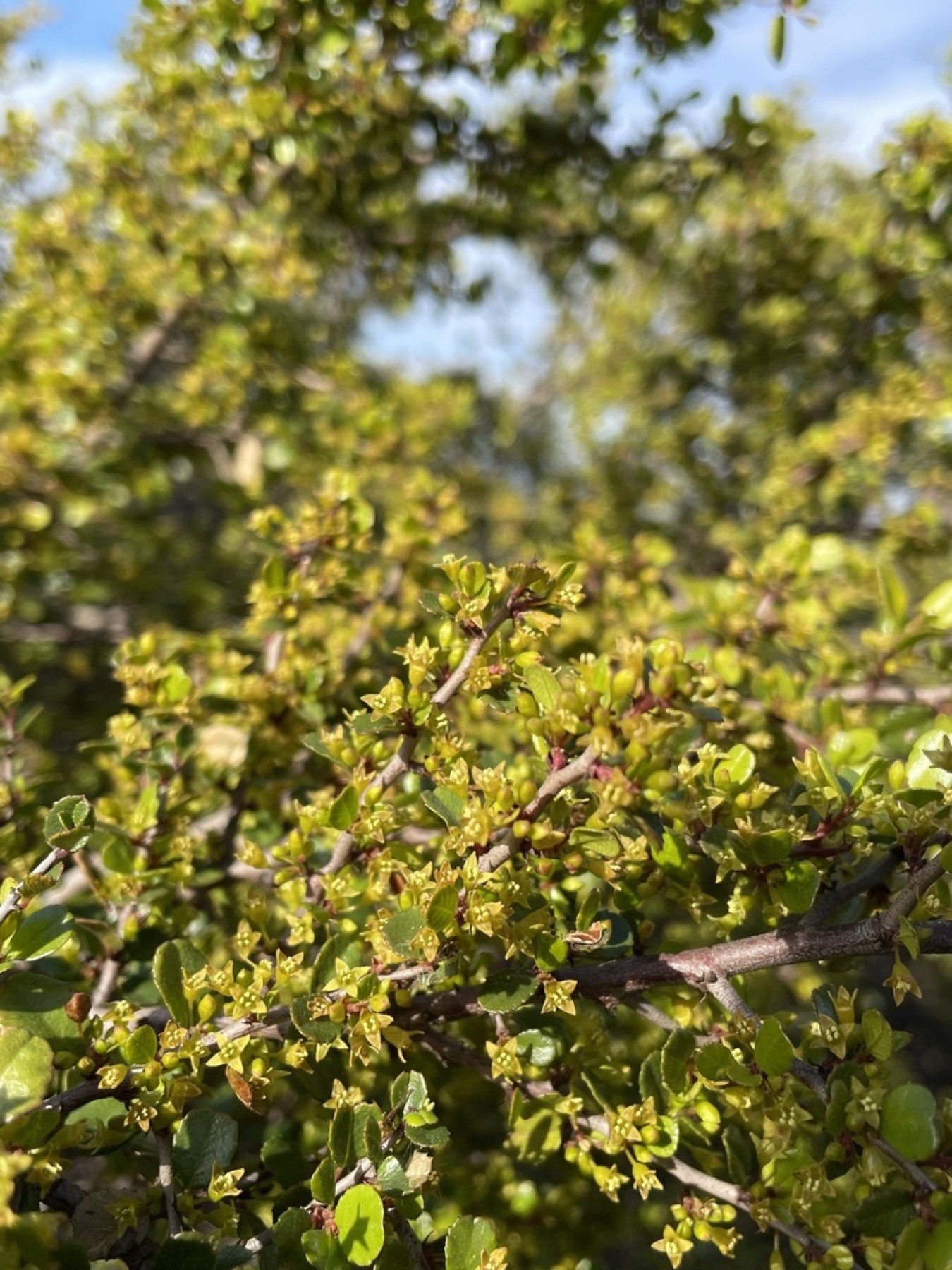 Redberry Buckthorn — photo 8
