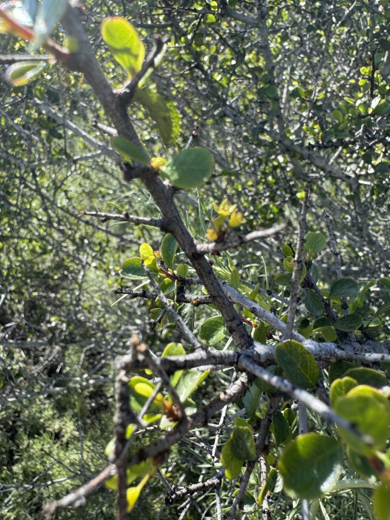 Redberry Buckthorn — photo 10