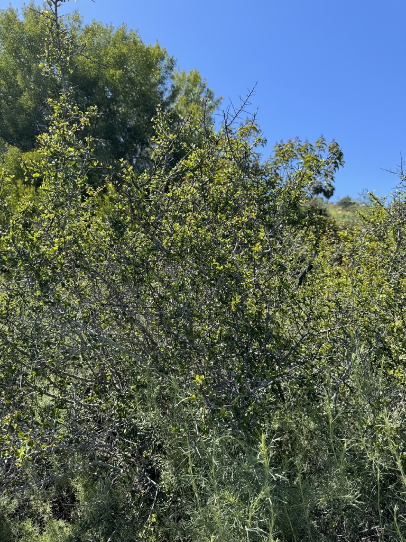 Redberry Buckthorn — photo 11