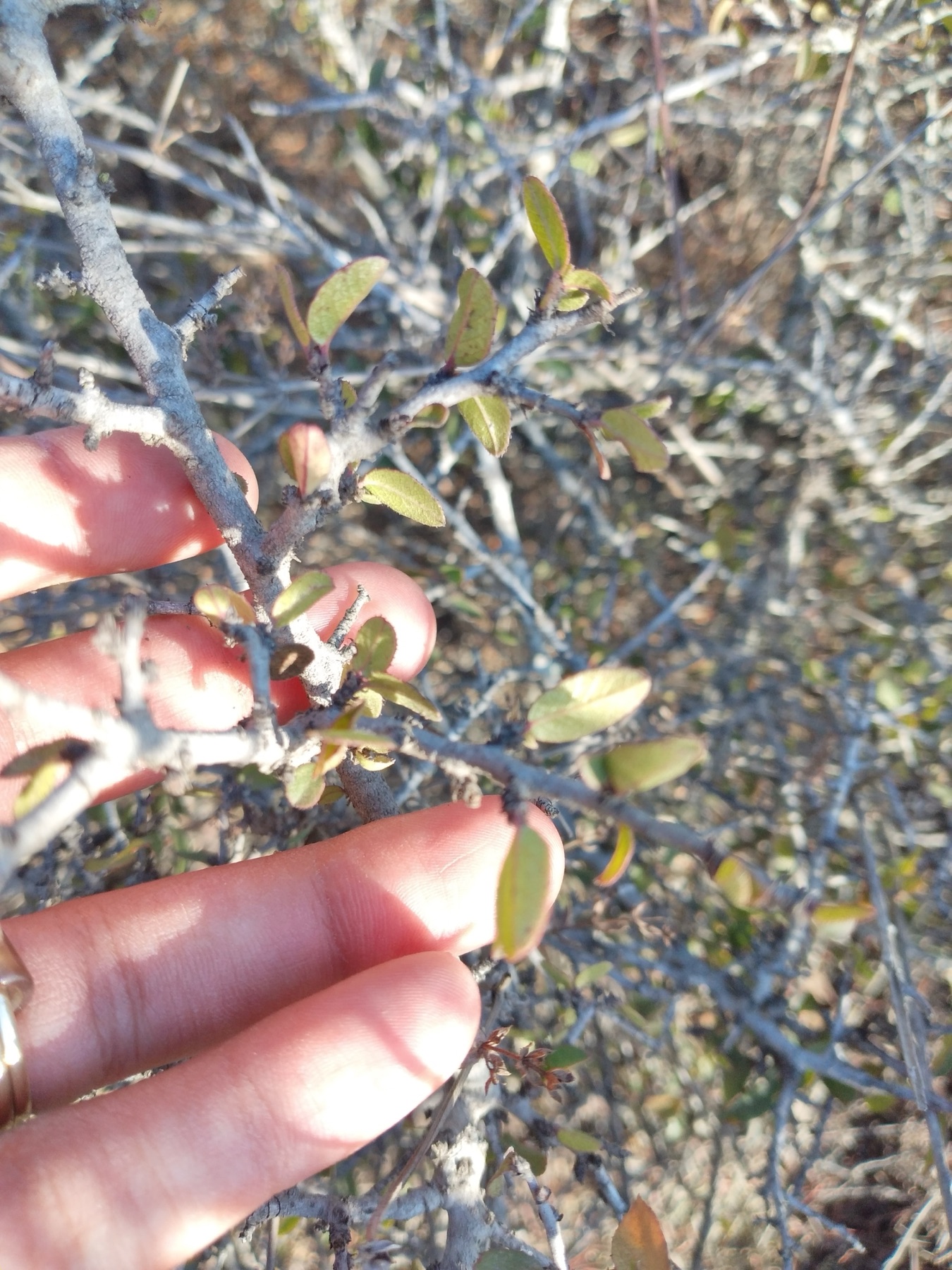 Redberry Buckthorn — photo 12