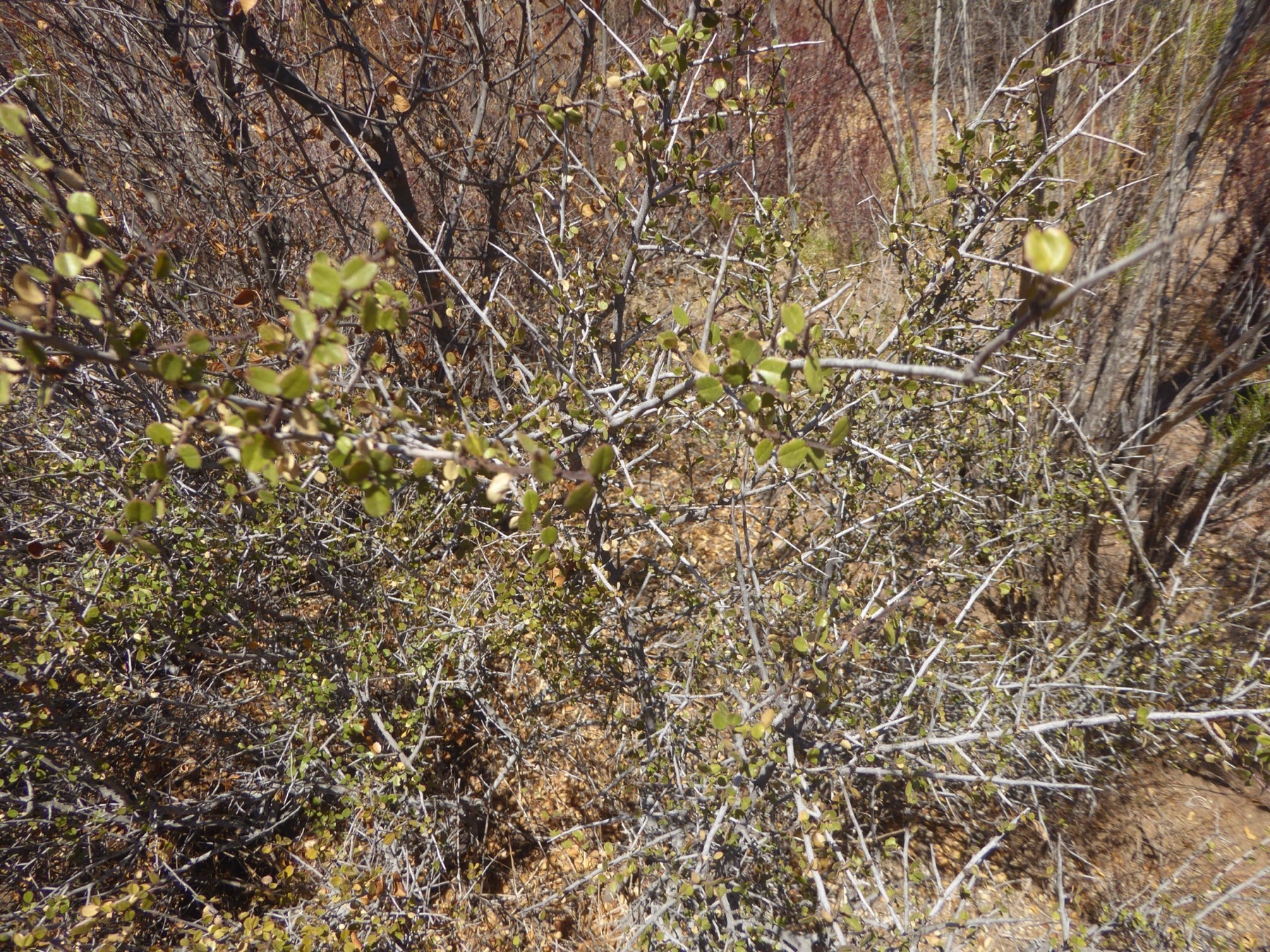 Redberry Buckthorn — photo 13