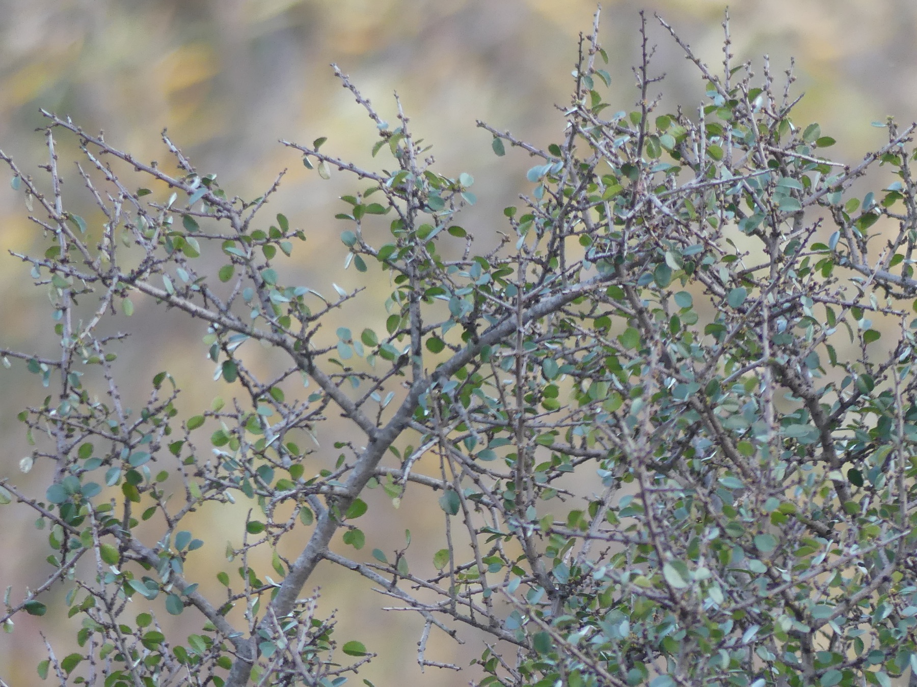 Redberry Buckthorn — photo 14