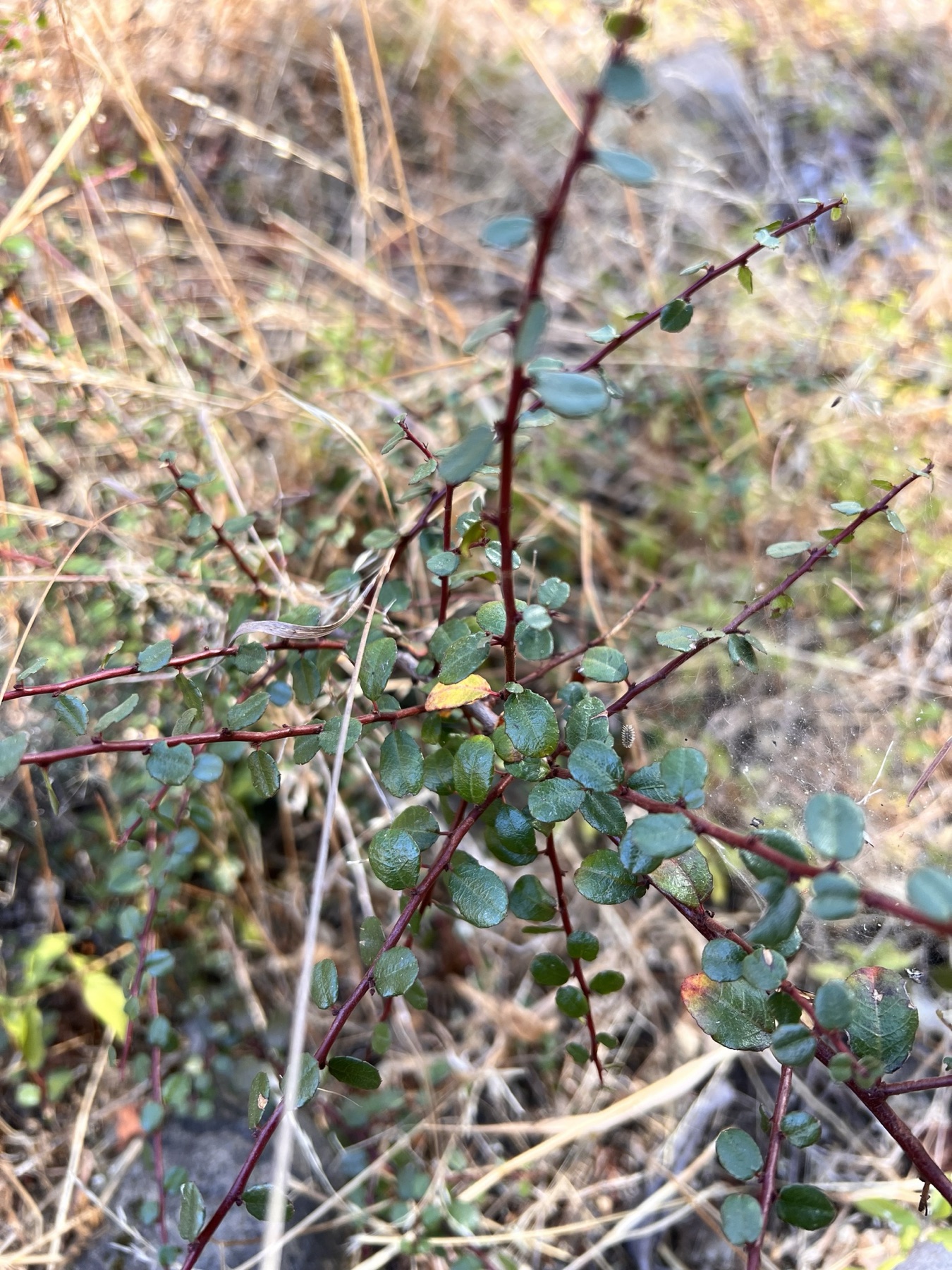 Redberry Buckthorn — photo 15