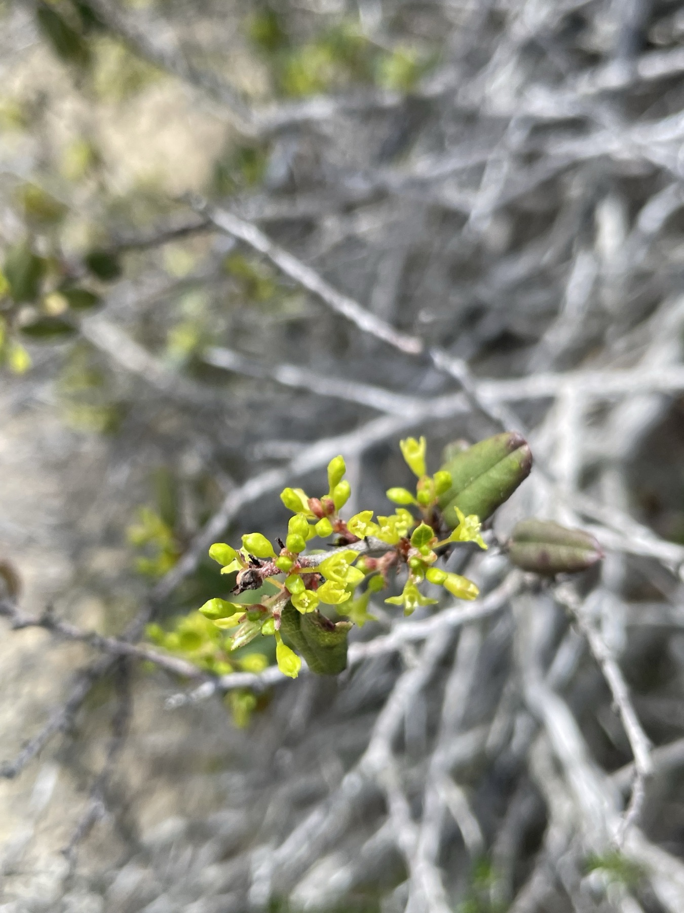Redberry Buckthorn — photo 16