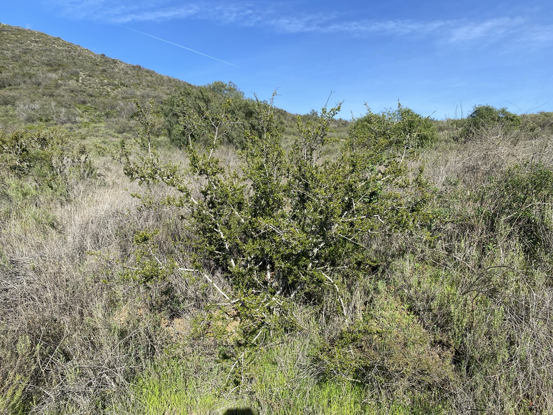 Redberry Buckthorn — photo 17