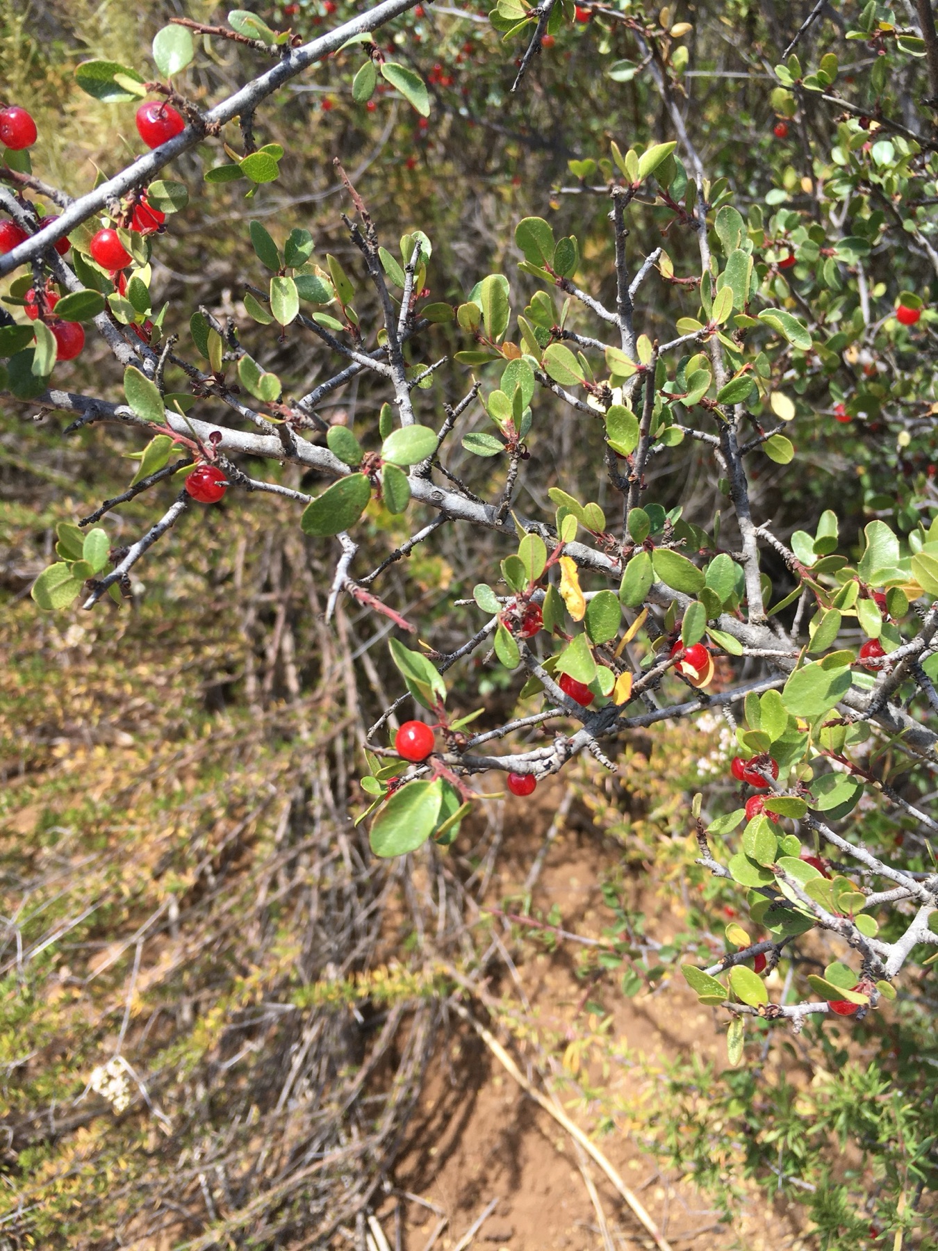 Redberry Buckthorn — photo 18