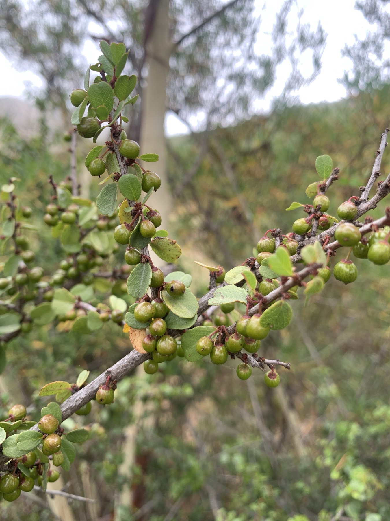 Redberry Buckthorn — photo 19