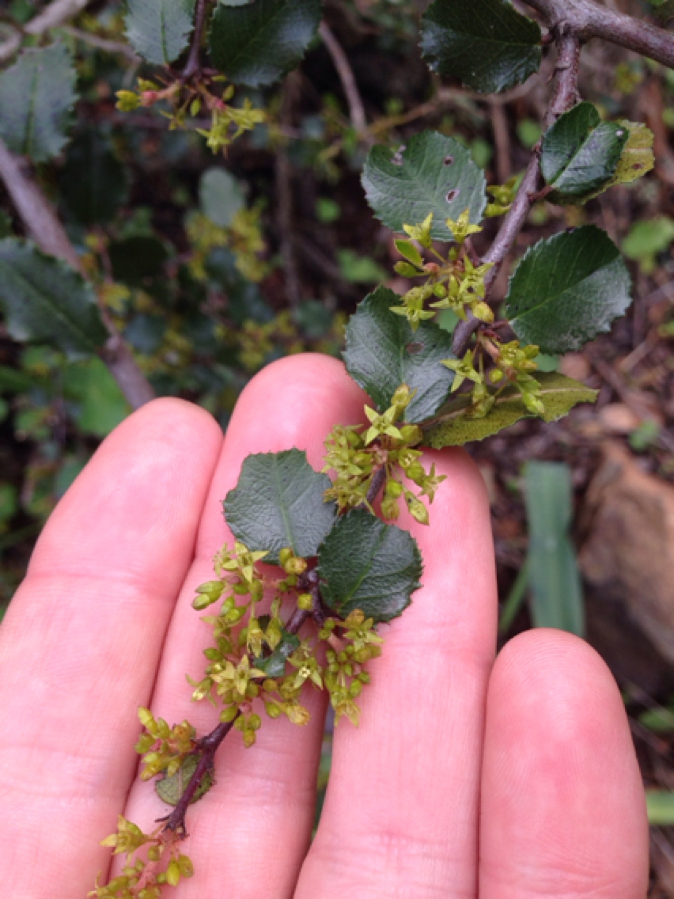 Redberry Buckthorn — photo 20