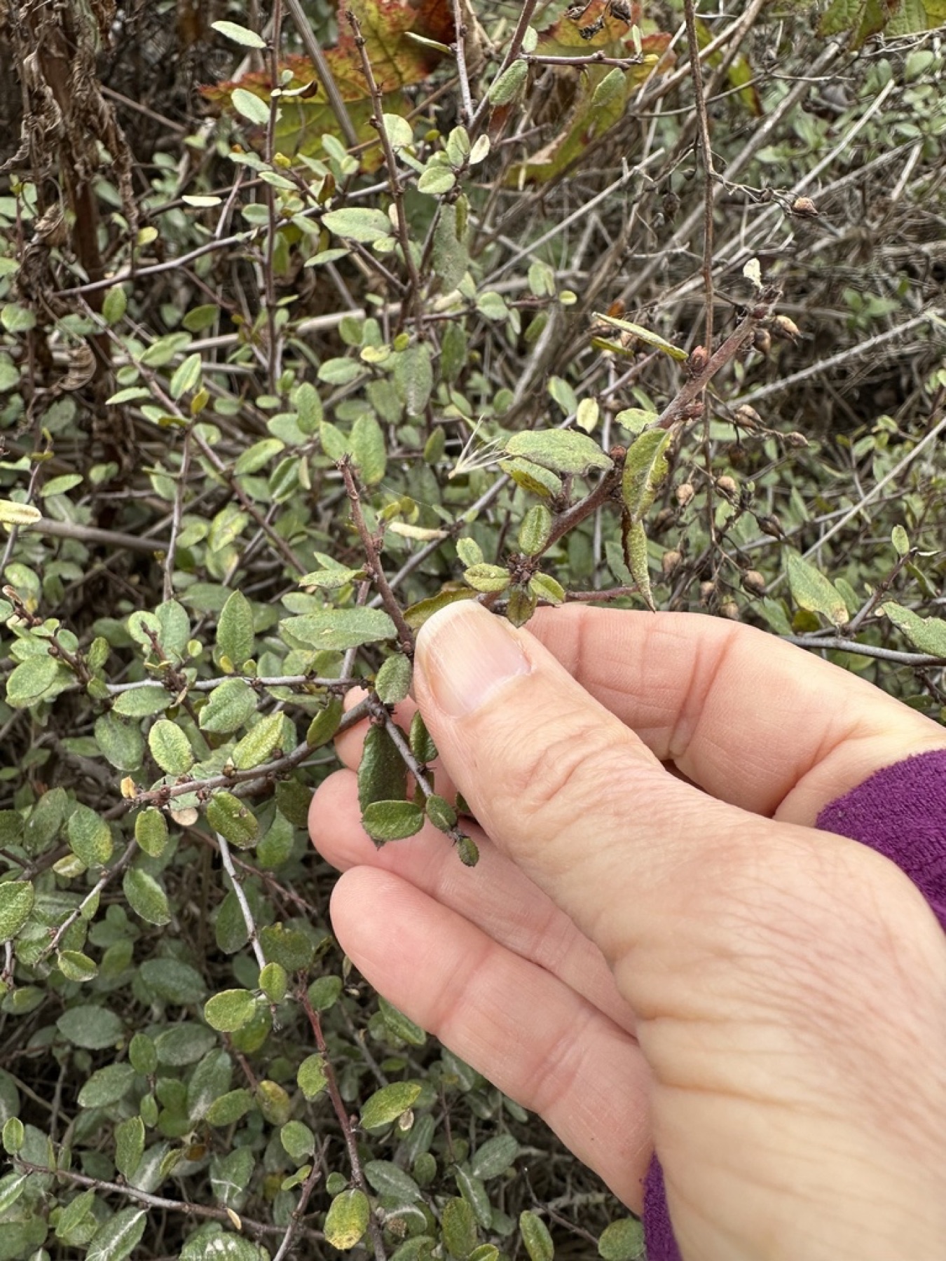 Redberry Buckthorn — photo 21