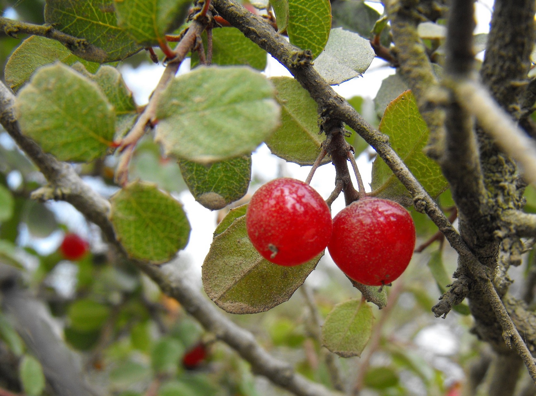 Redberry Buckthorn — photo 22