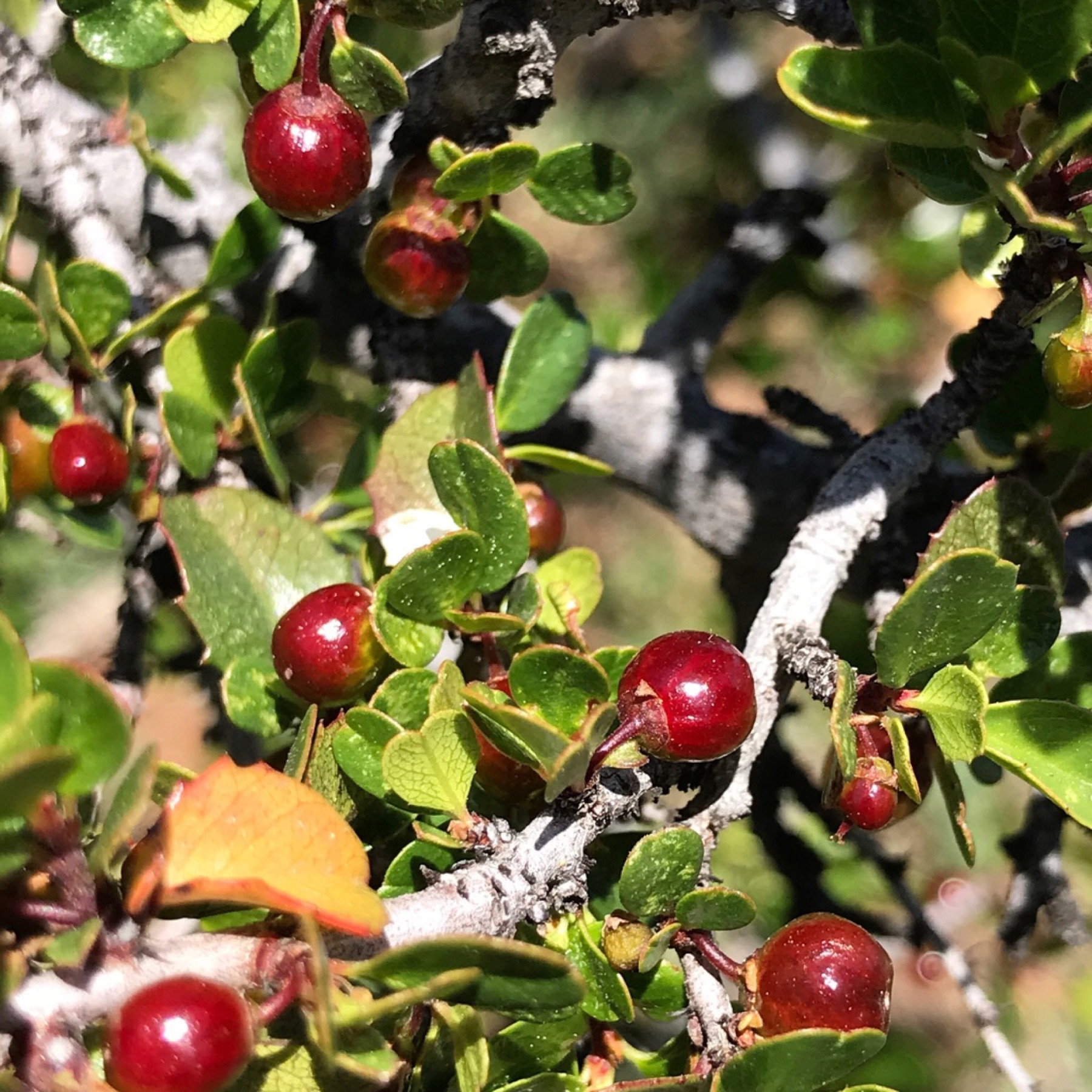 Redberry Buckthorn — photo 23