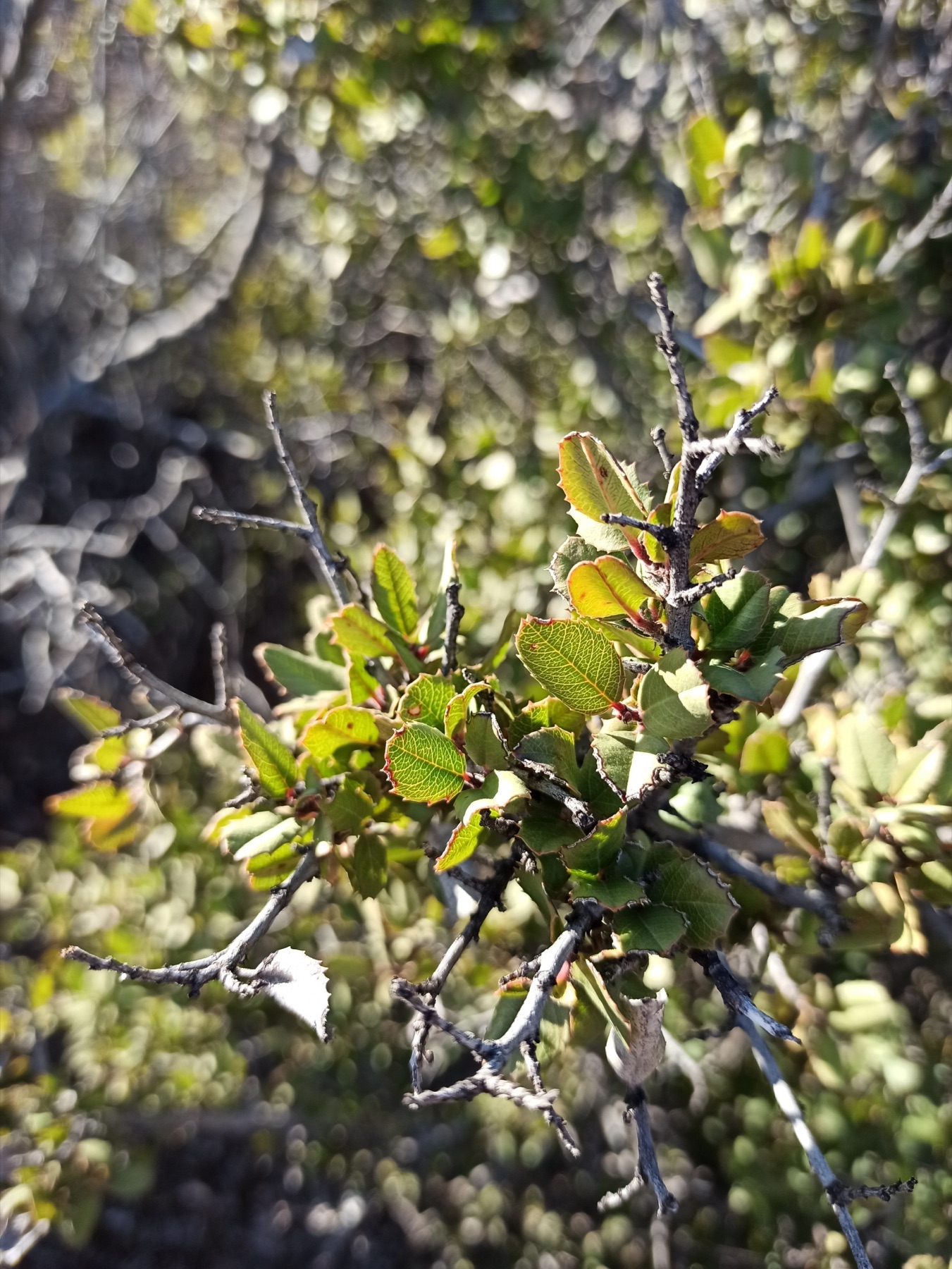 Redberry Buckthorn