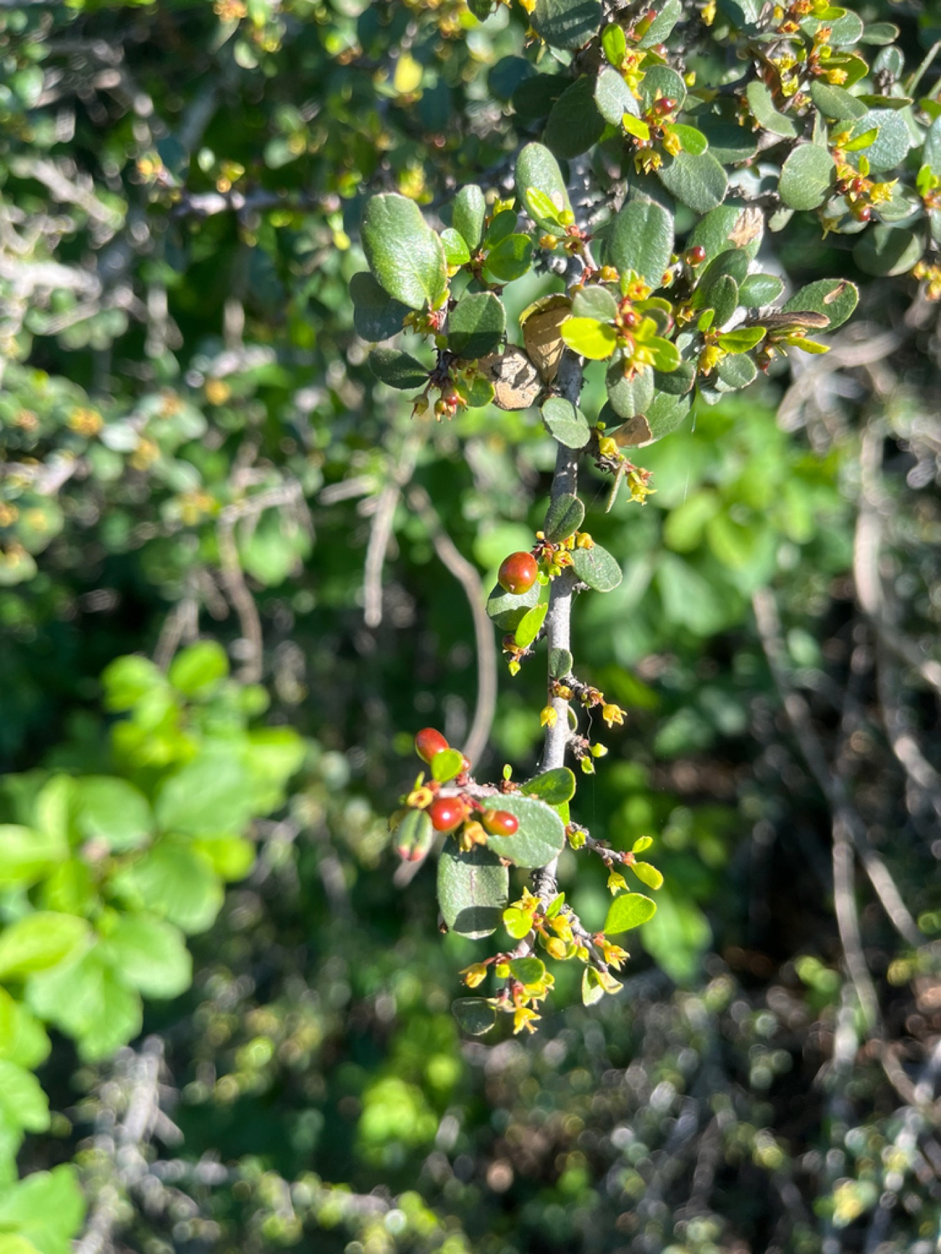 Redberry Buckthorn — photo 2