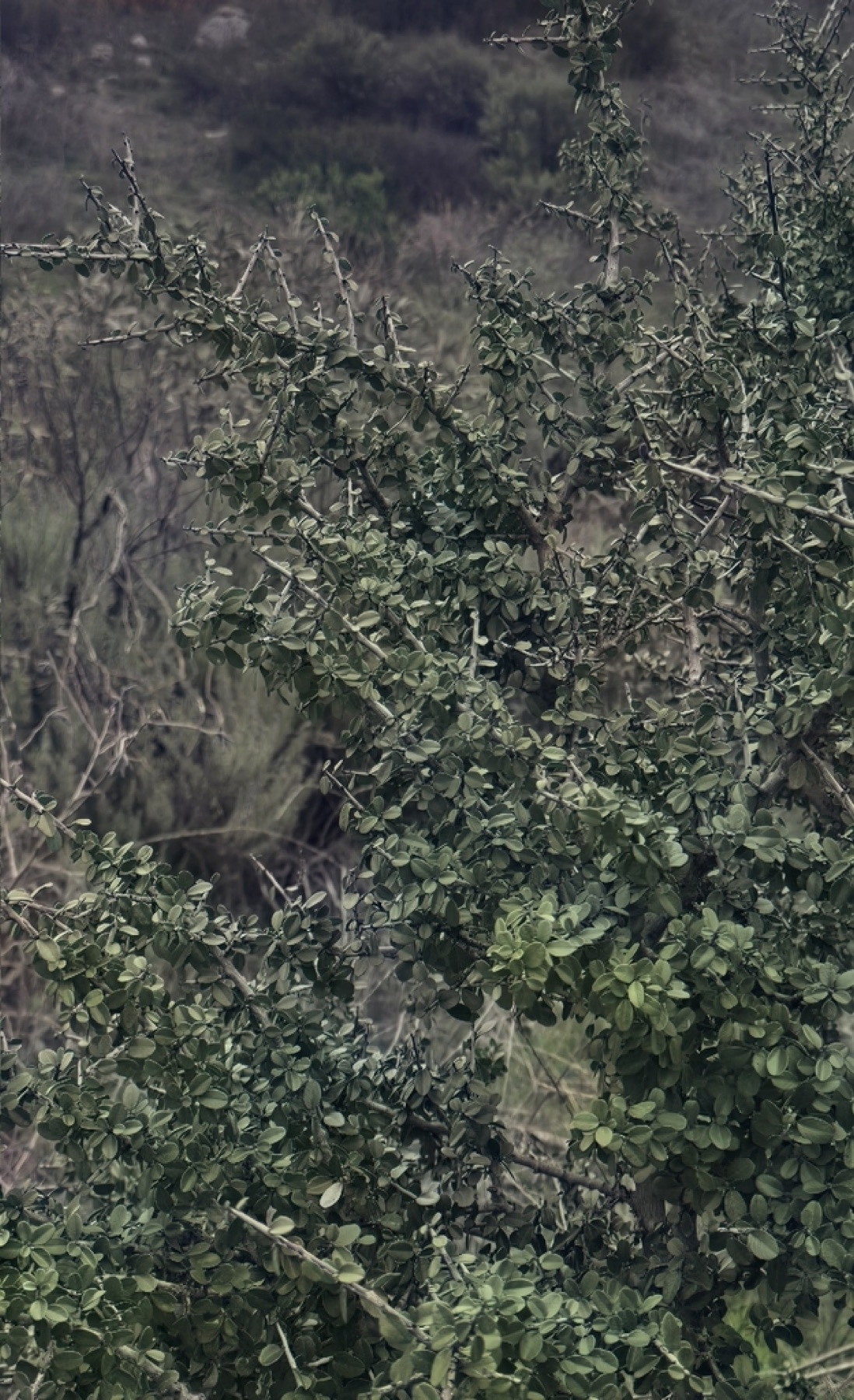 Redberry Buckthorn — photo 3