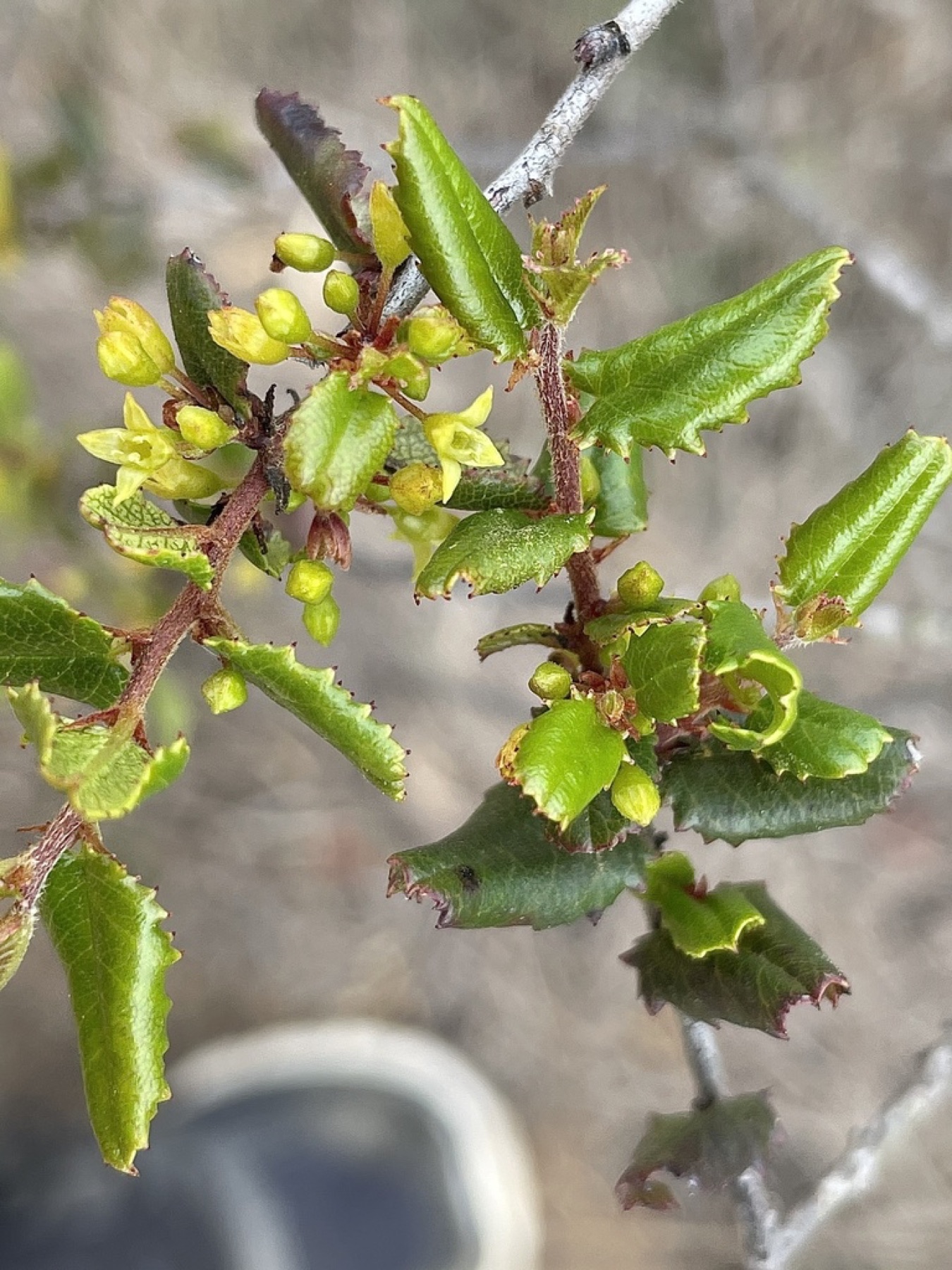 Redberry Buckthorn — photo 4