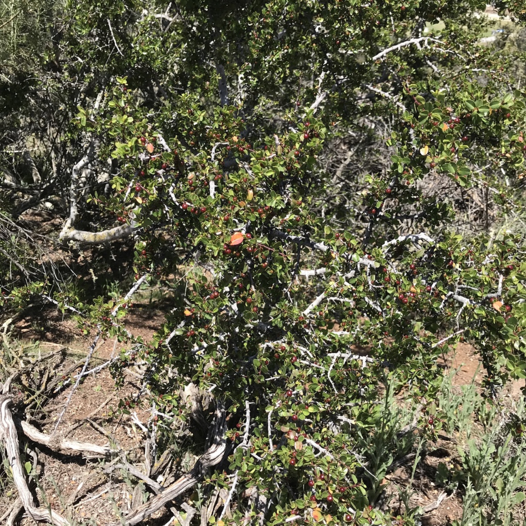 Redberry Buckthorn — photo 5