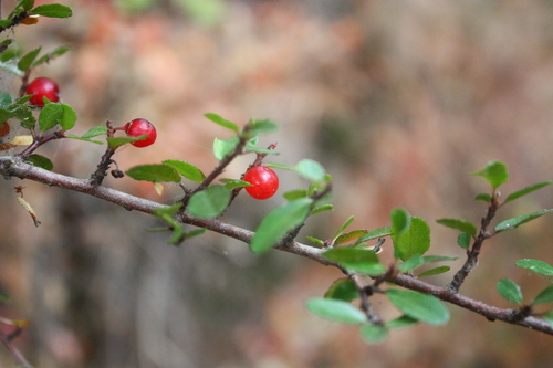 Redberry Buckthorn — photo 24