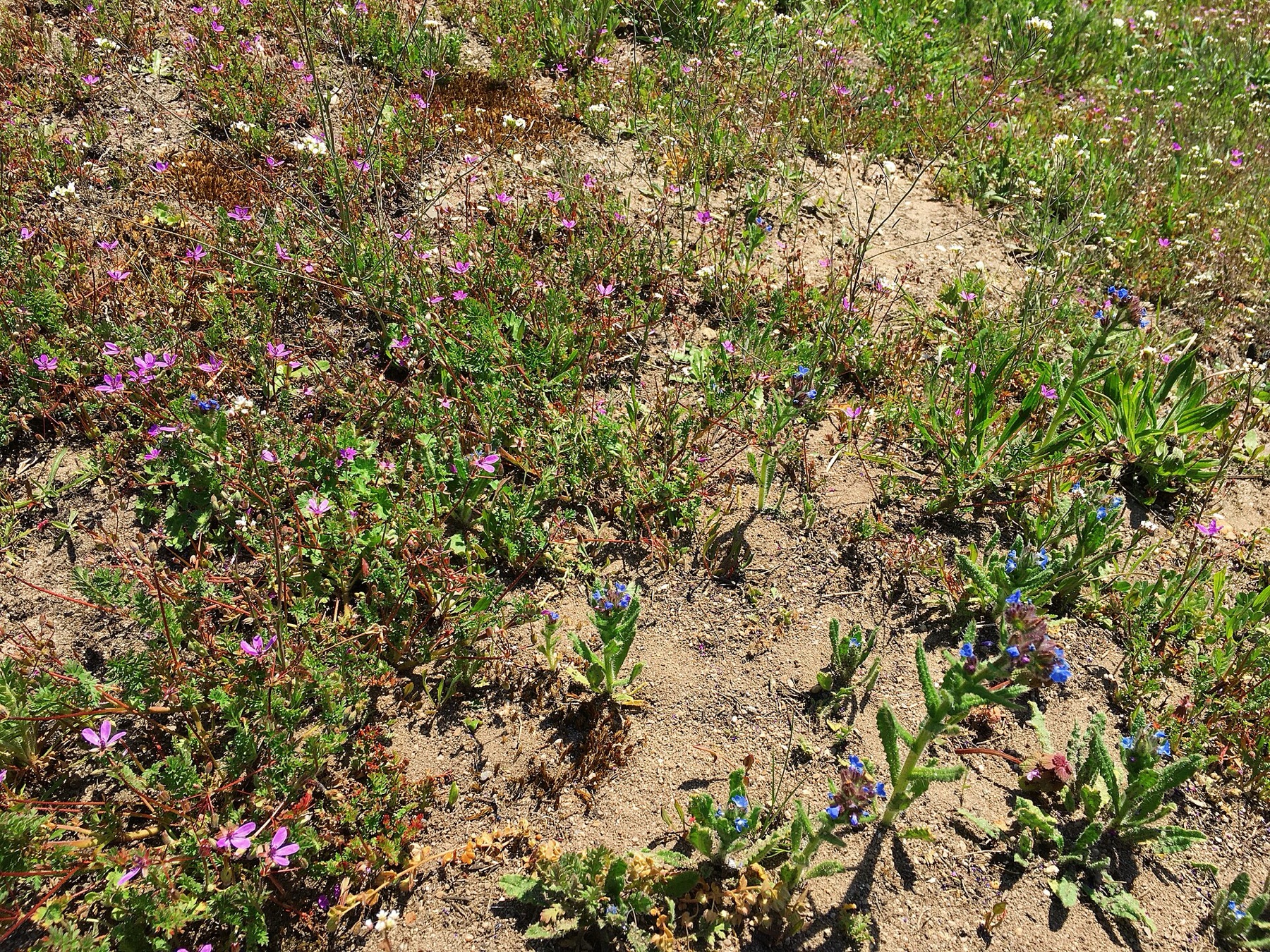 Redstem Stork's-bill — photo 6