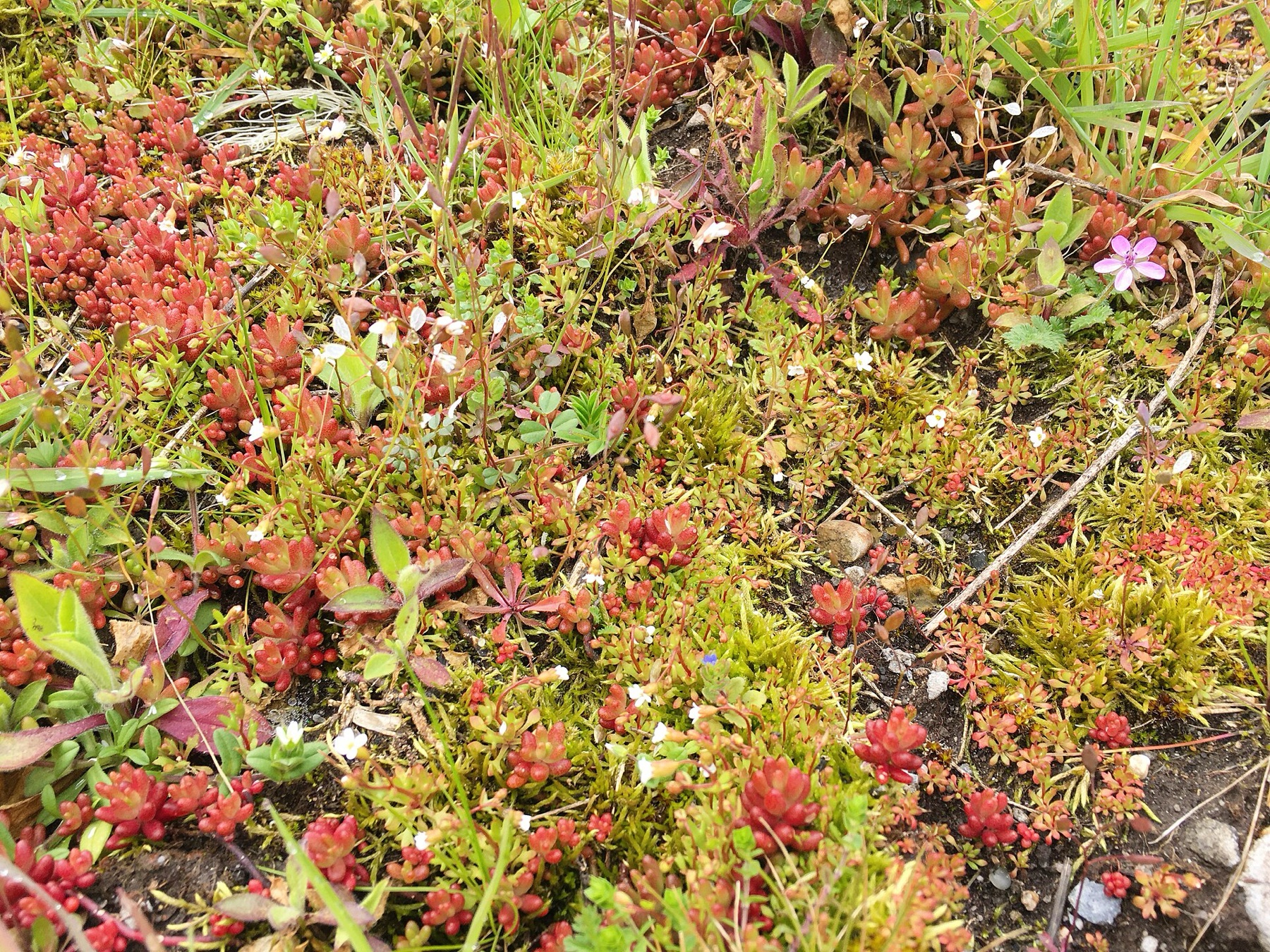 Redstem Stork's-bill — photo 7