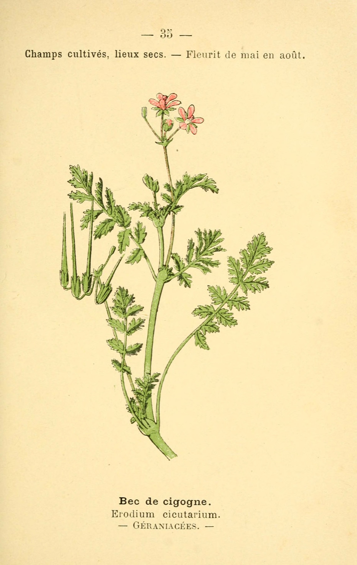 Redstem Stork's-bill — photo 8