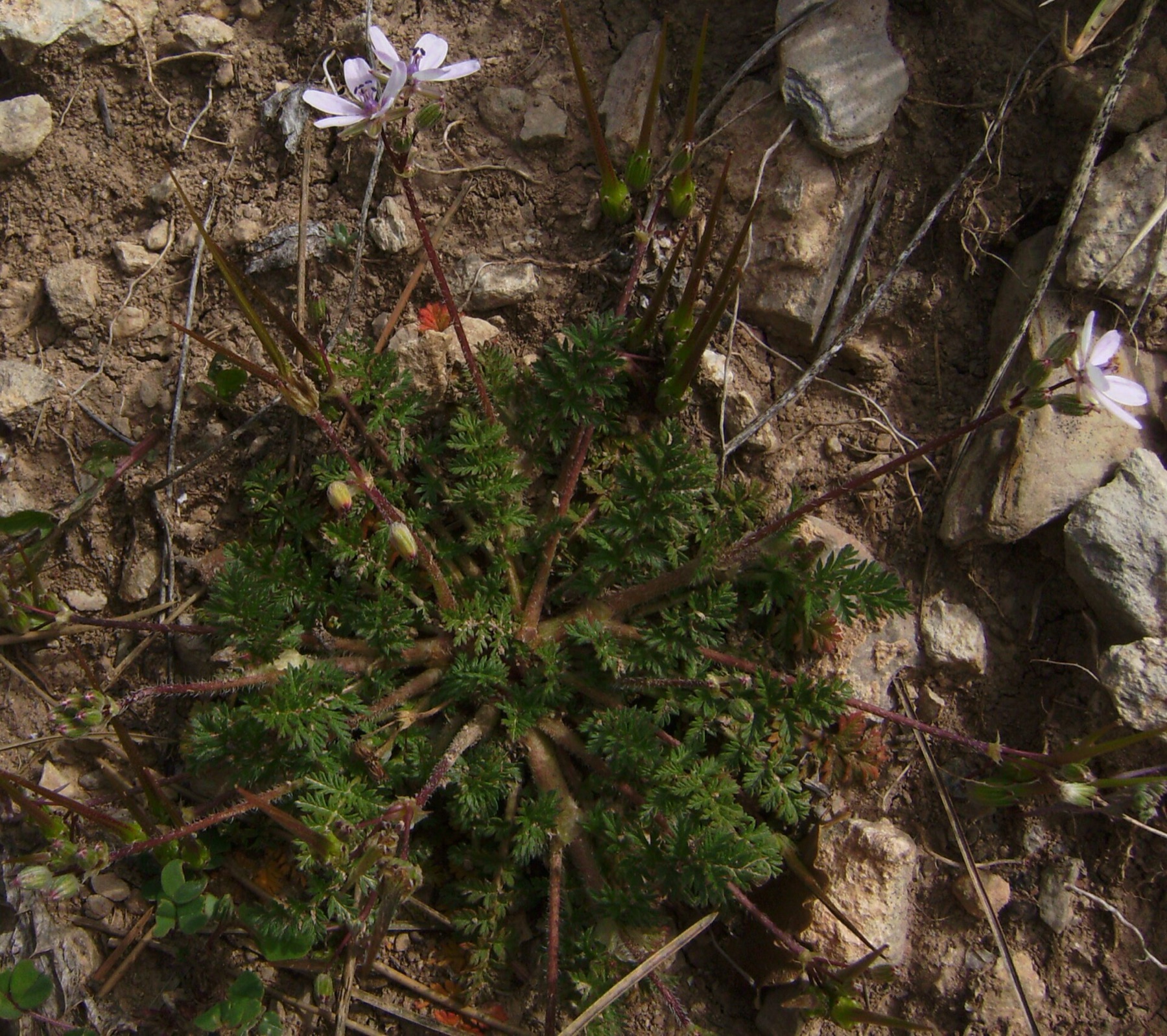Redstem Stork's-bill — photo 9