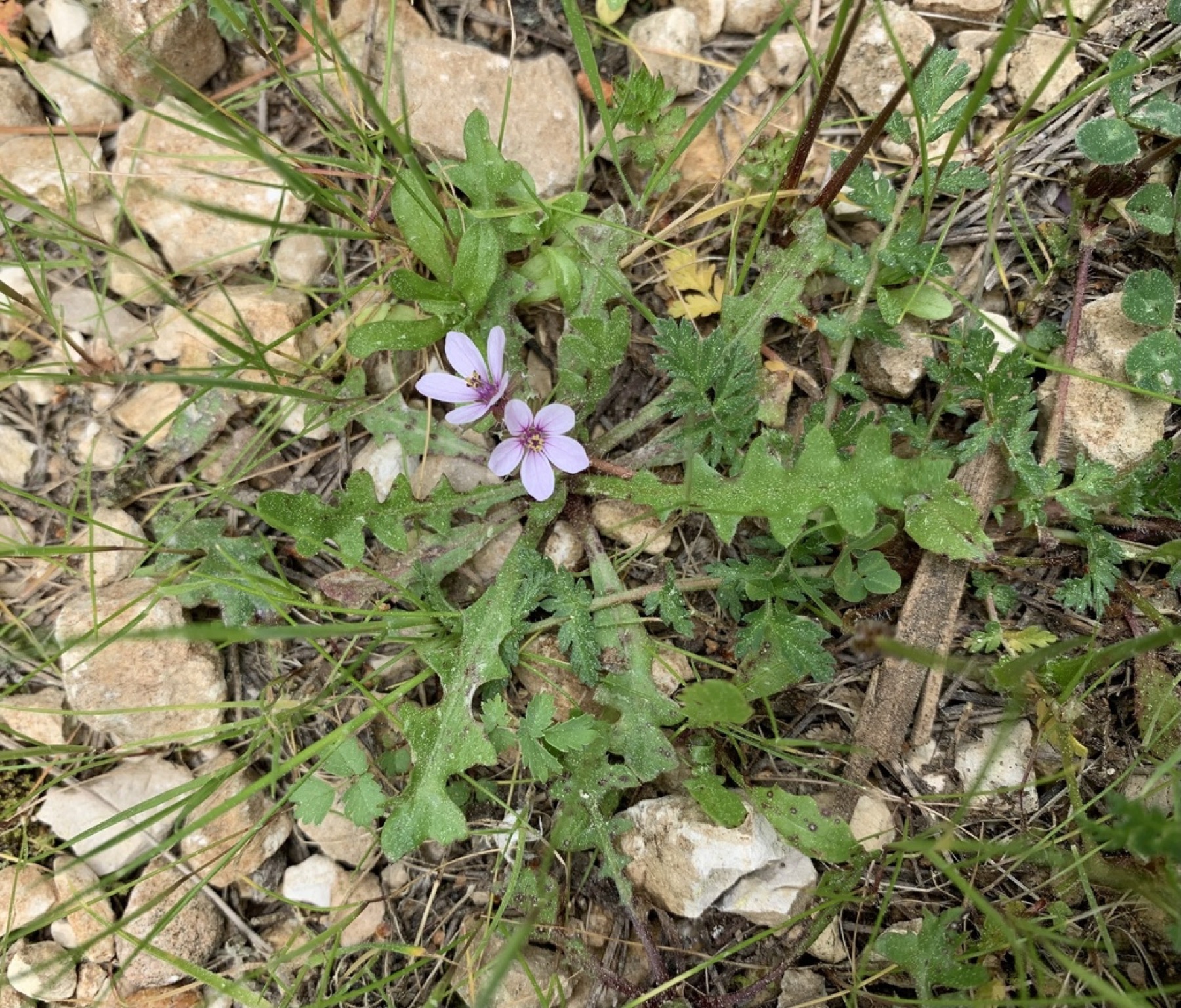 Redstem Stork's-bill — photo 10