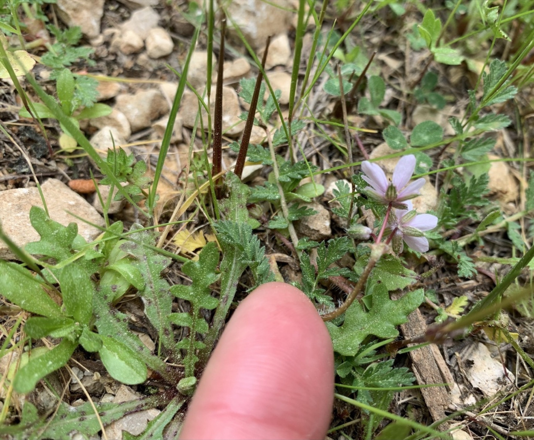 Redstem Stork's-bill — photo 11