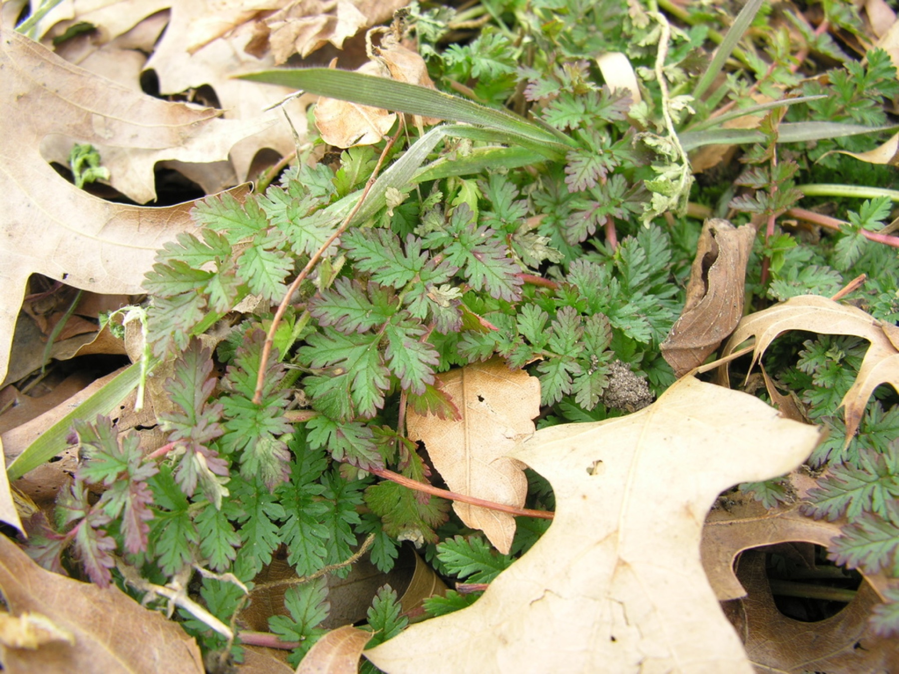 Redstem Stork's-bill — photo 12