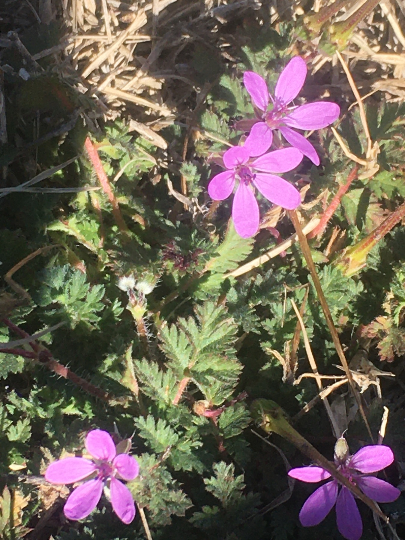 Redstem Stork's-bill — photo 13