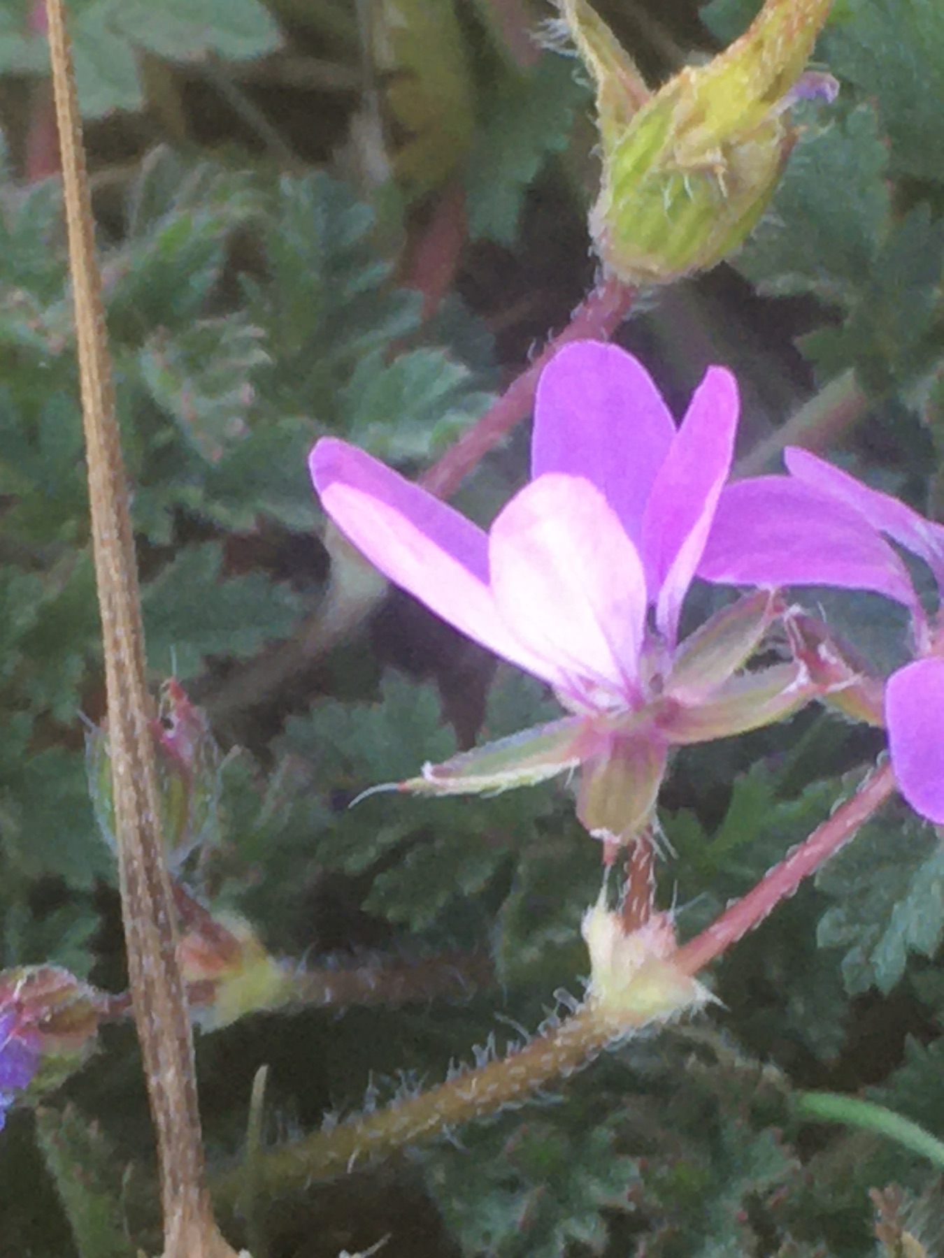 Redstem Stork's-bill — photo 14
