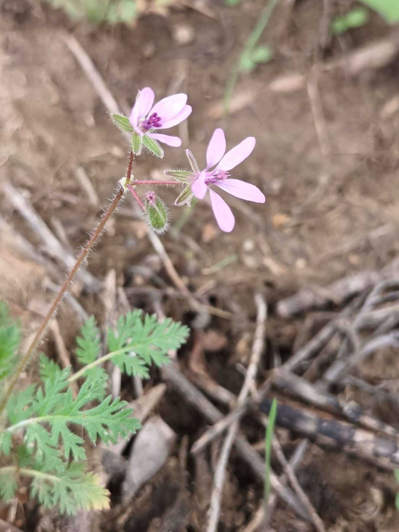 Redstem Stork's-bill — photo 15