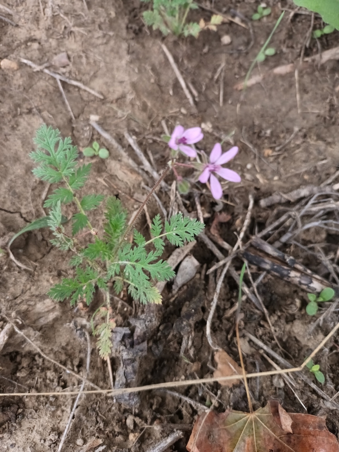 Redstem Stork's-bill — photo 16