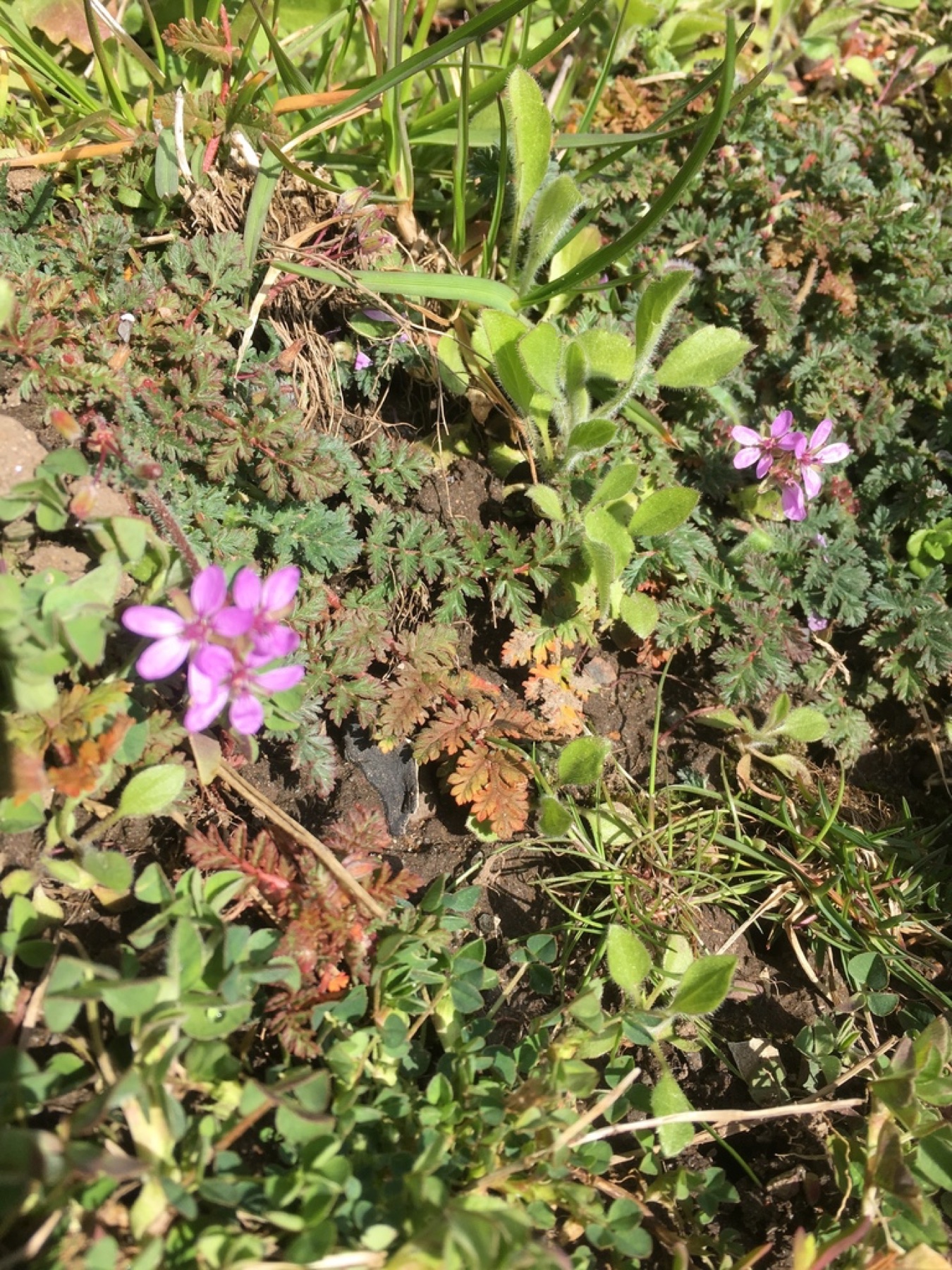 Redstem Stork's-bill — photo 17