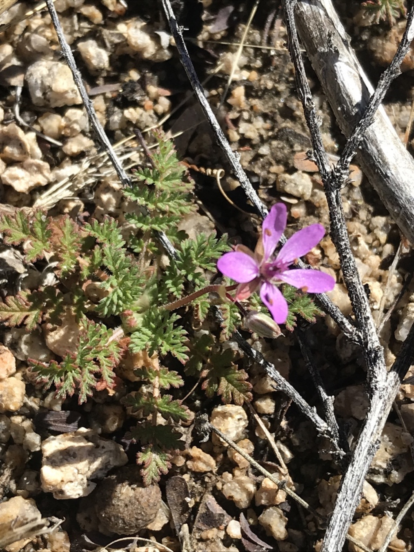 Redstem Stork's-bill — photo 18